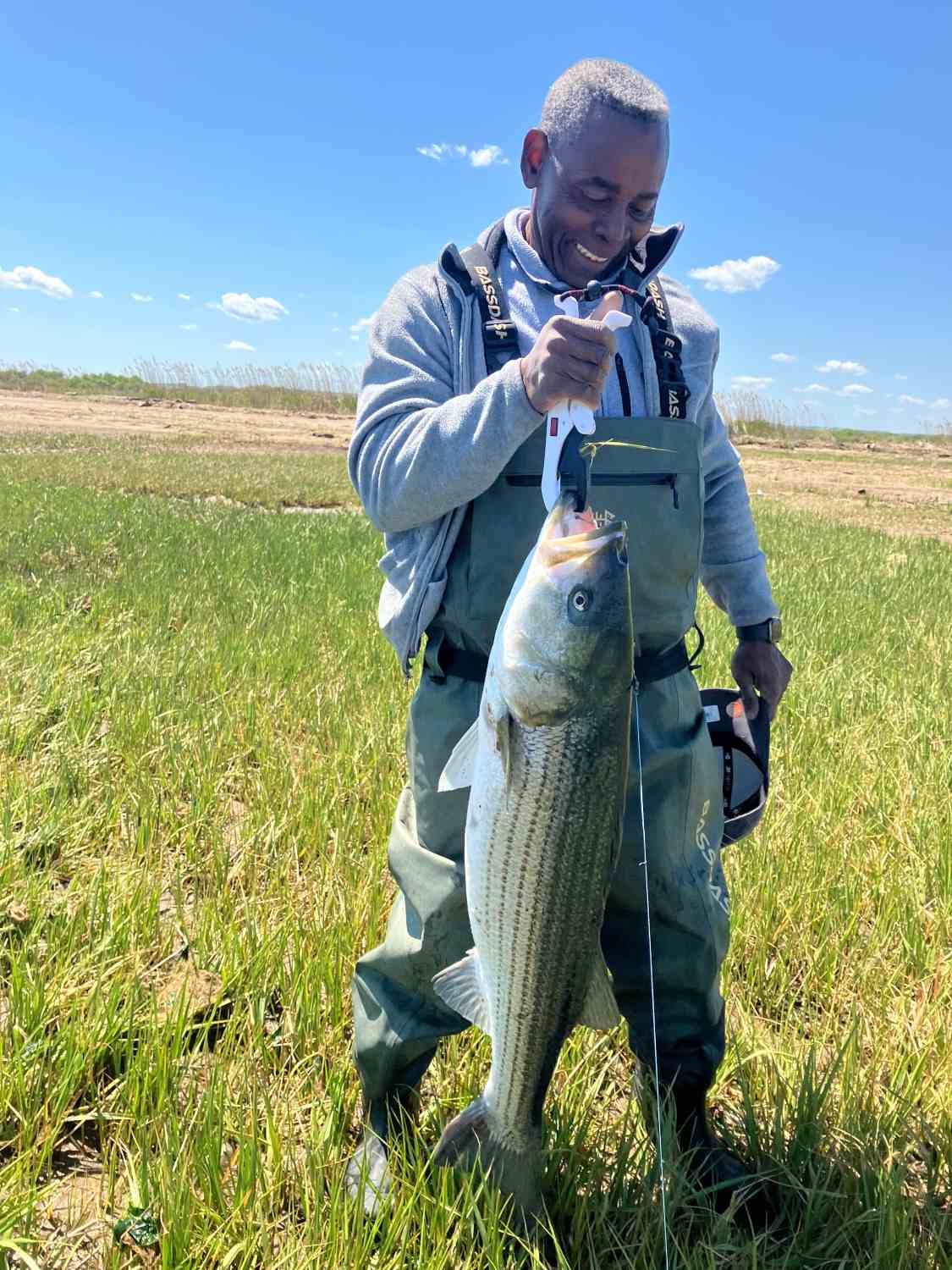 A striped bass.