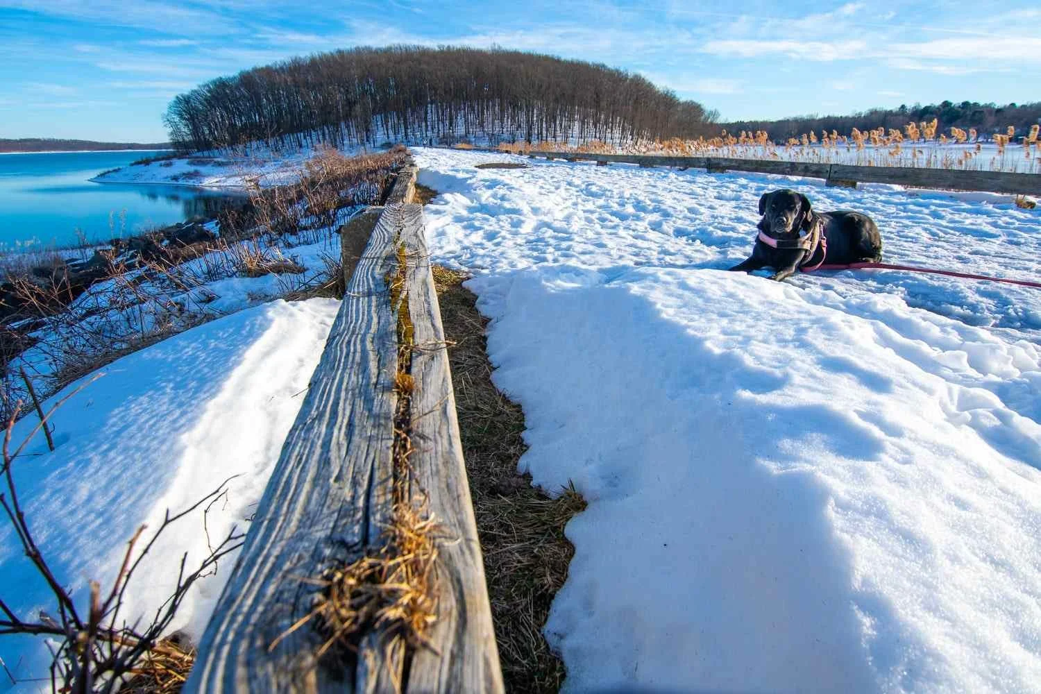 So long as the black Lab didn't move, I was OK.