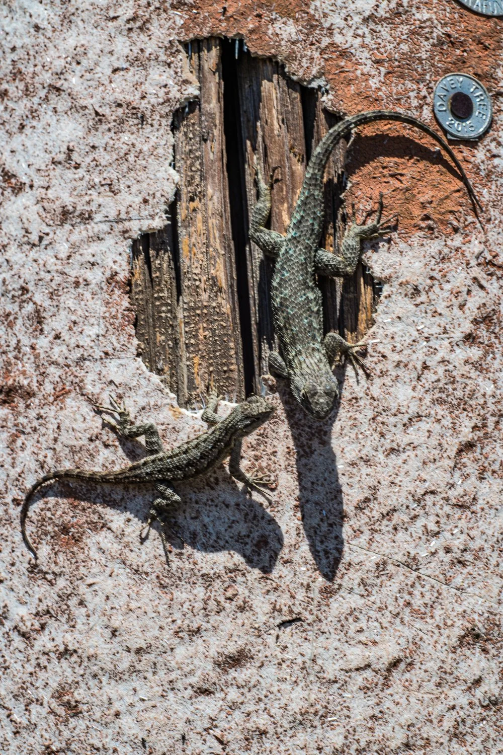 Fence lizards.
