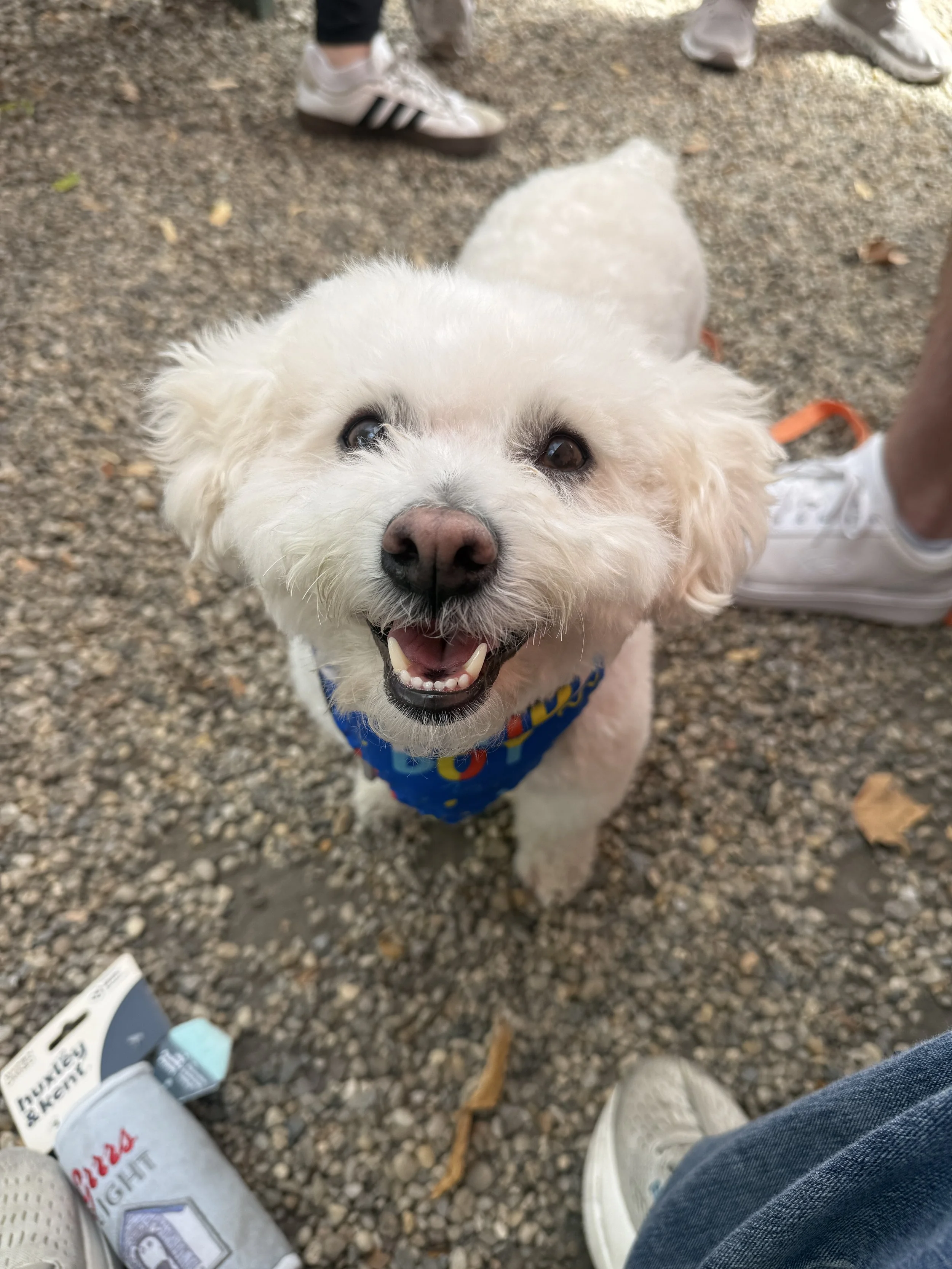 A small white dog with a fluffy coat looking up, with people standing and wearing sneakers around it, on a gravel surface.