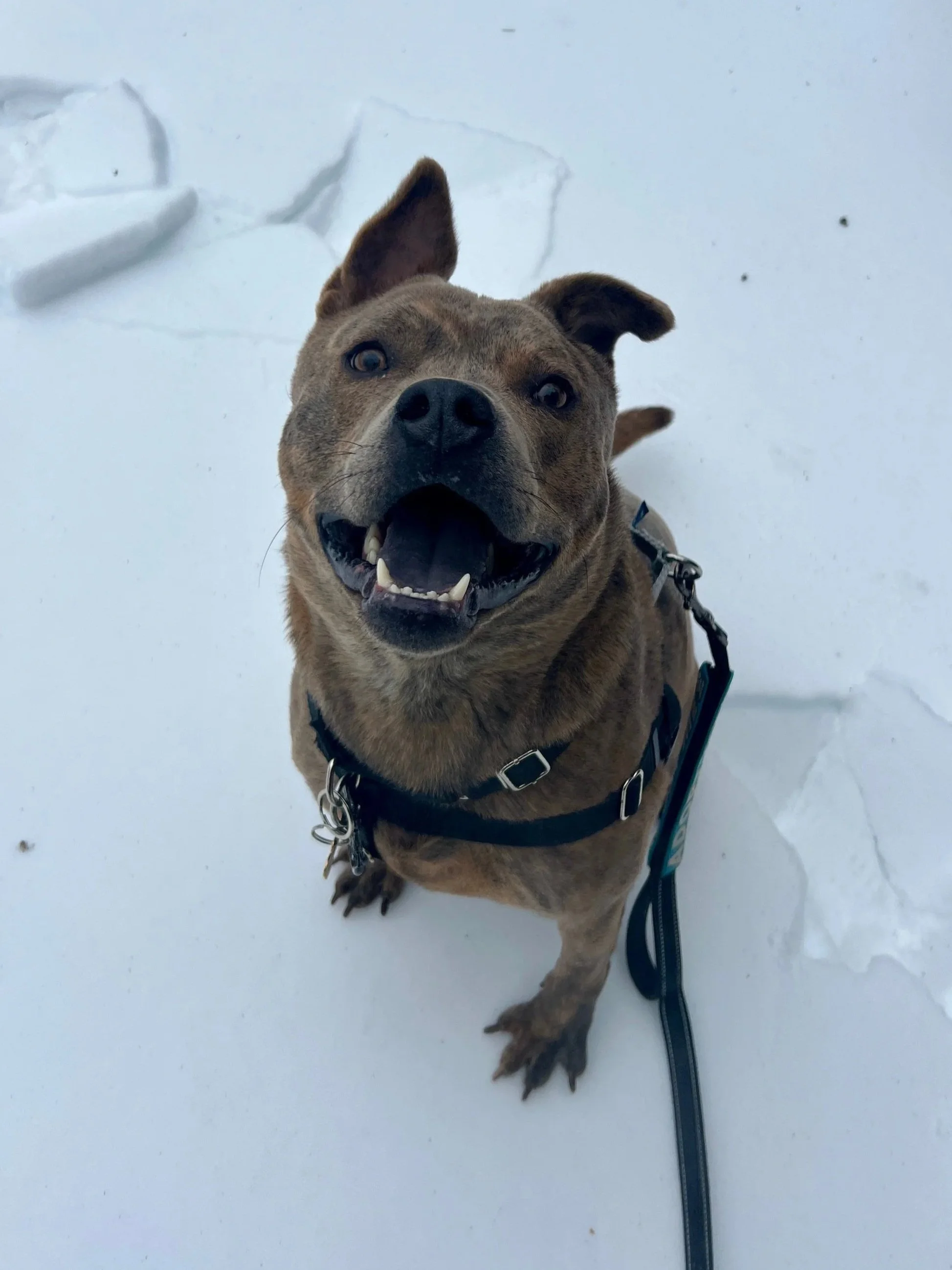 Smiling brown dog with one ear up and one ear down, sitting on snow with a happy expression and looking up.