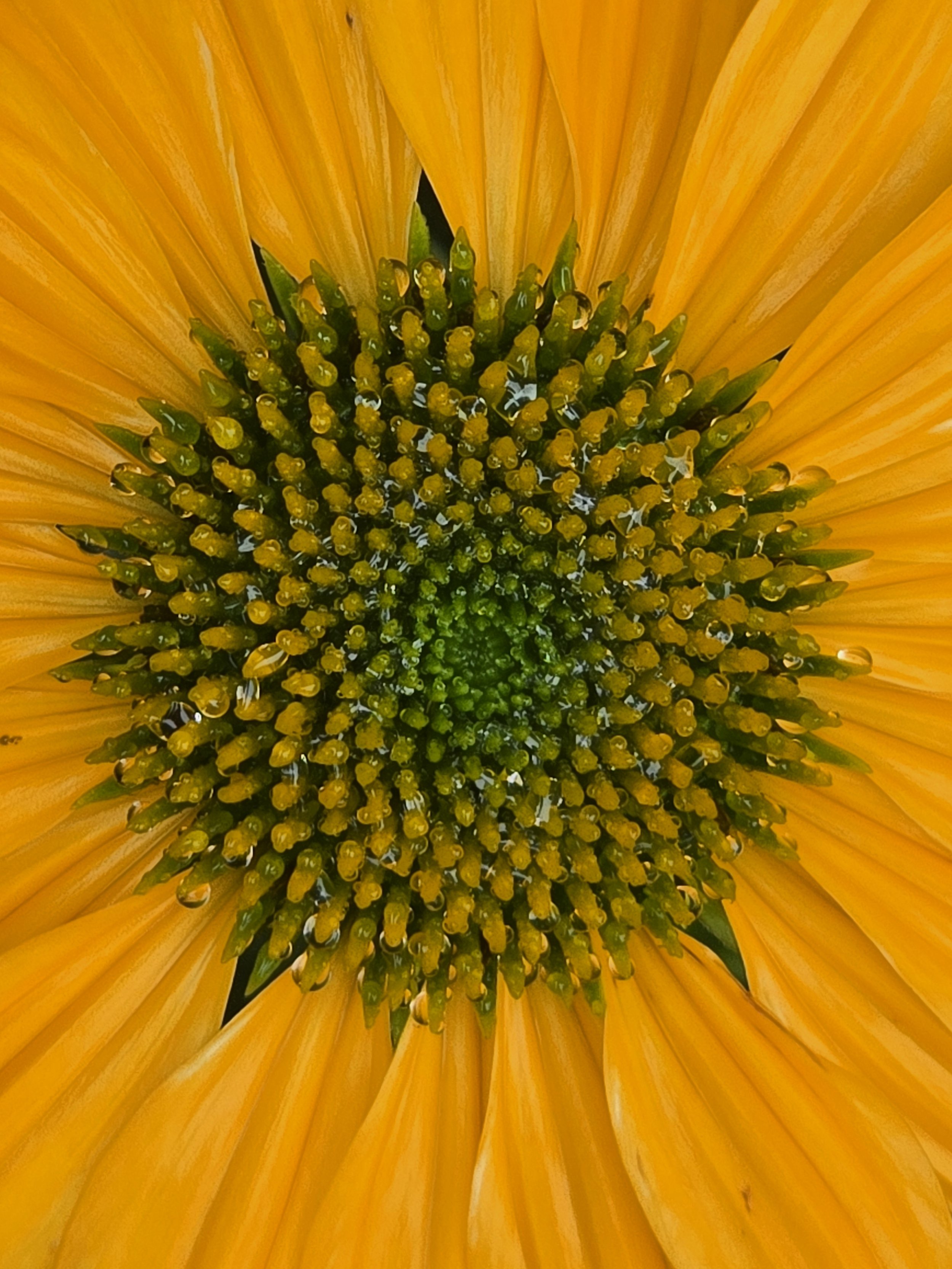 E14