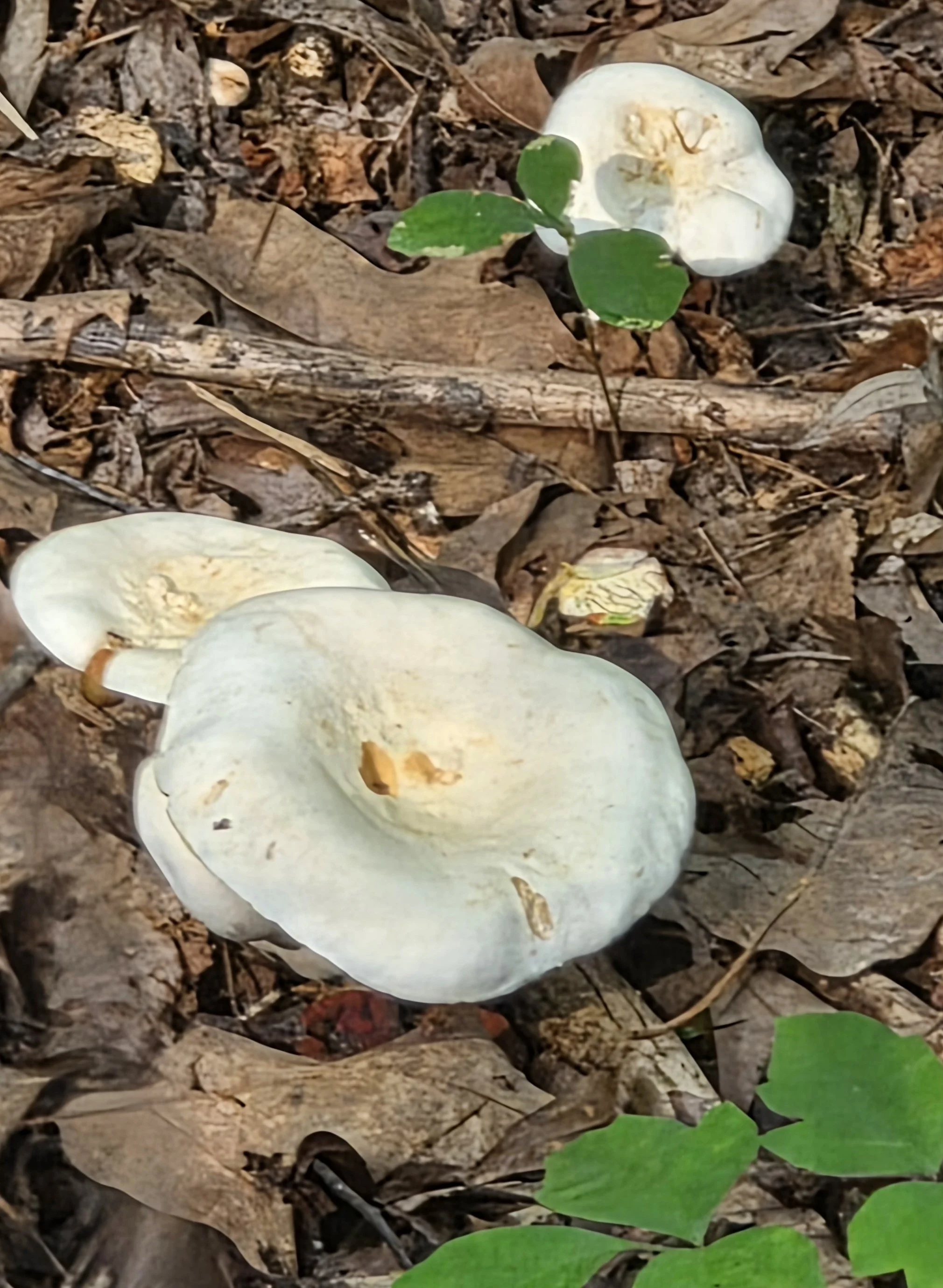 E23