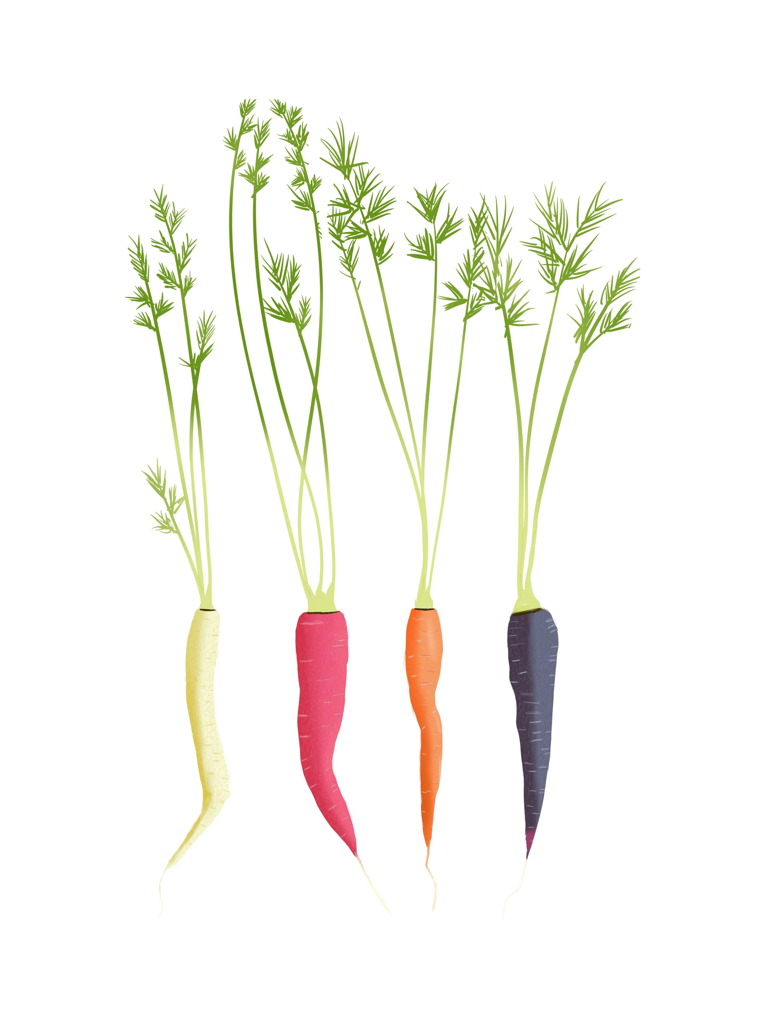 Illustration of four carrots in different colors: yellow, pink, orange and purple