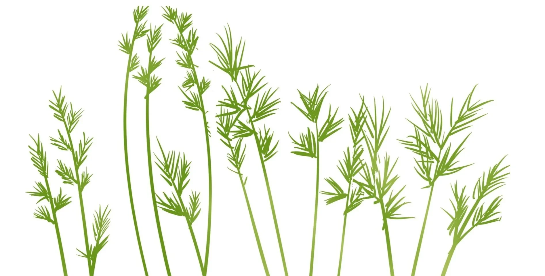 Zoomed in view of the illustrated greens of carrots