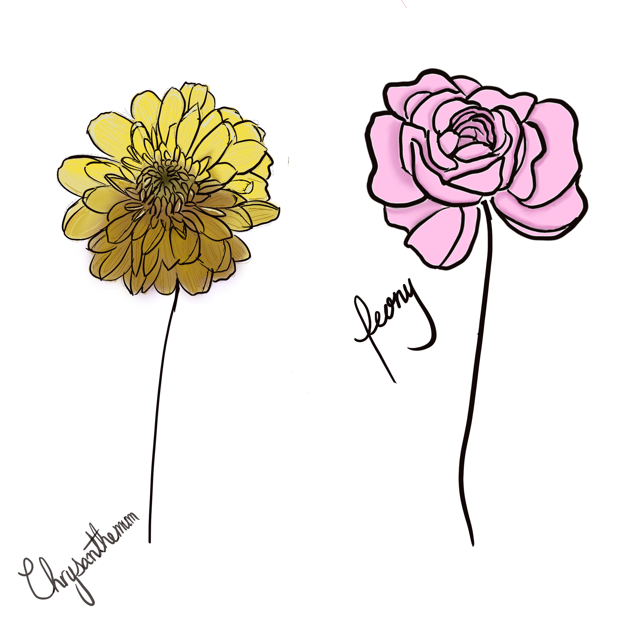 Illustration of the November birthflowers, the Chrysanthemum and the Peony