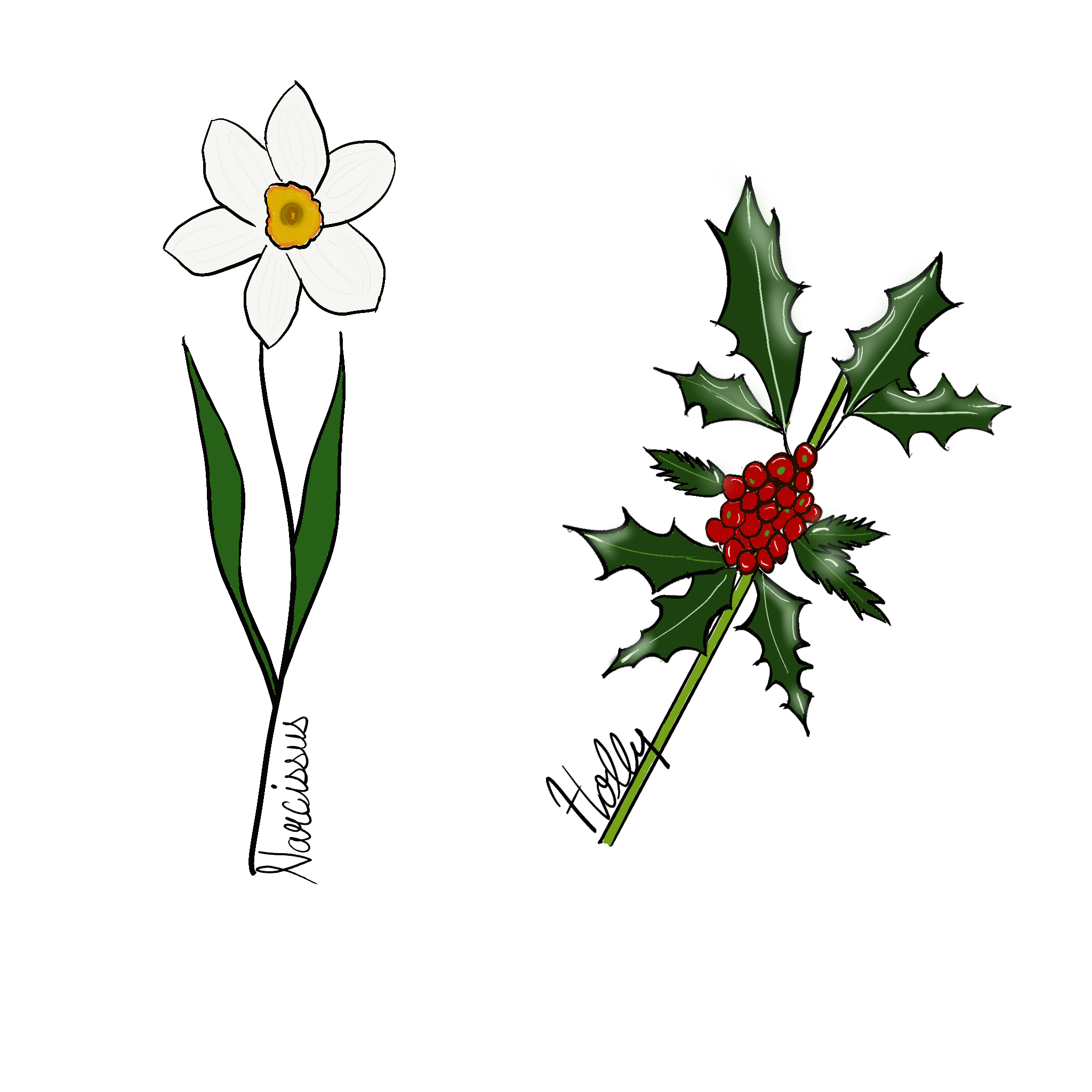 Illustration of the December birthflowers, the Narcissus and Holly