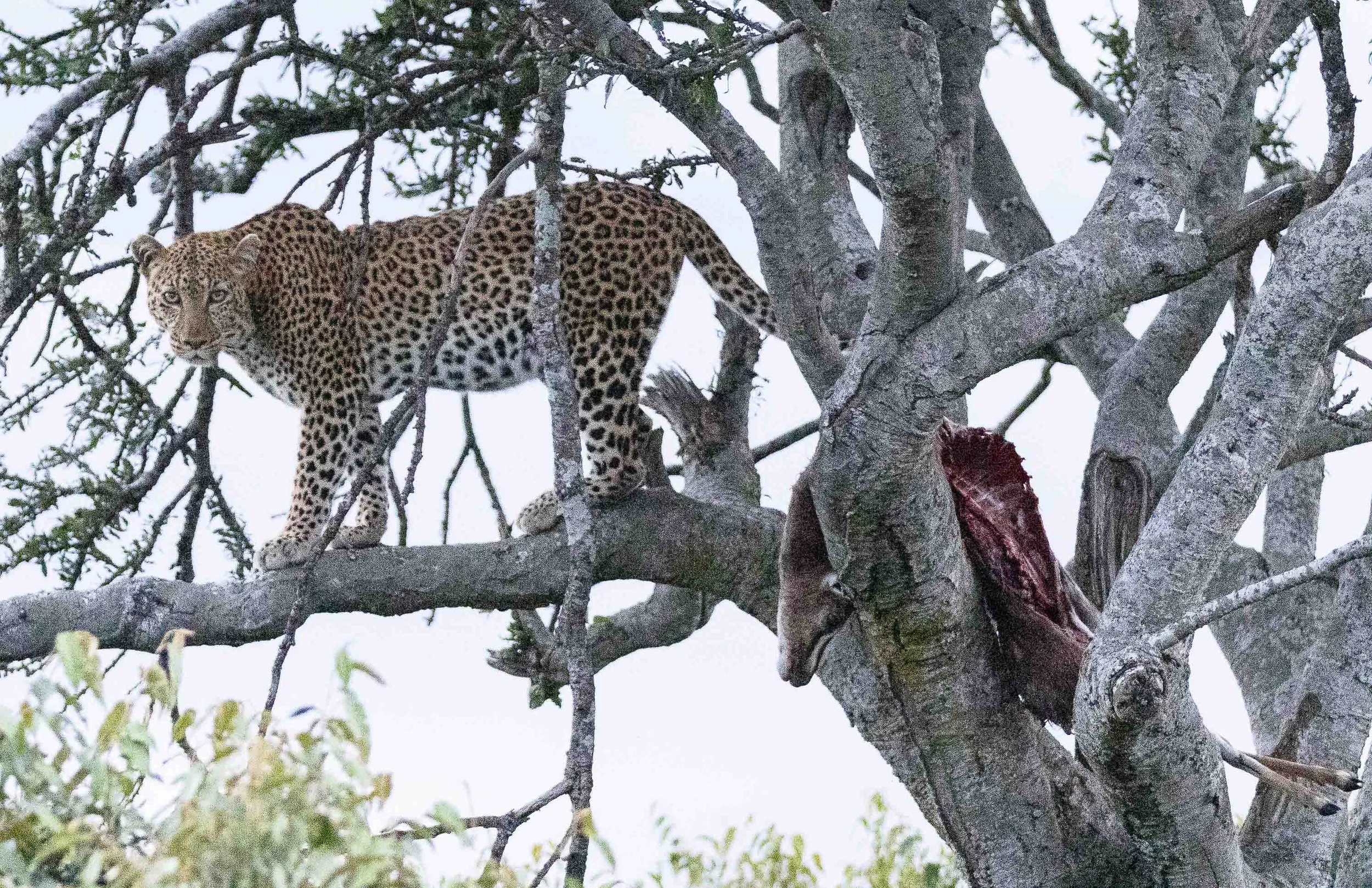 flag (1 of 1)-13.jpg