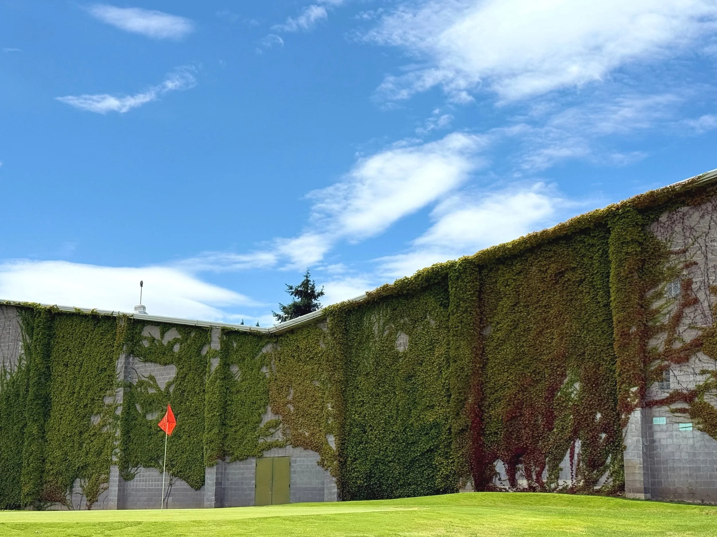 A building covered in green ivy with a red flag on a golf course under a blue sky with white clouds.