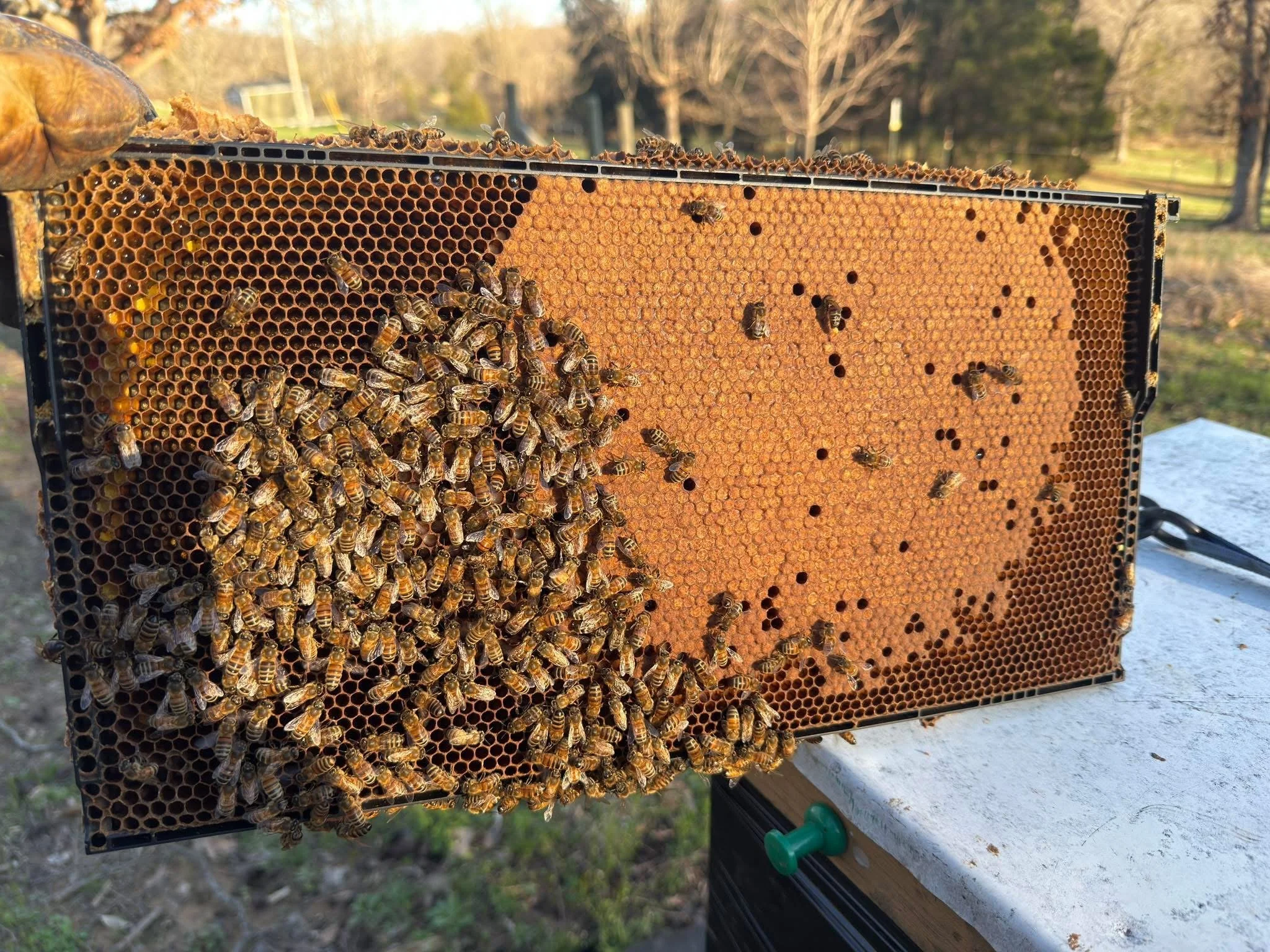 How Honey Bees Prepare for Spring 