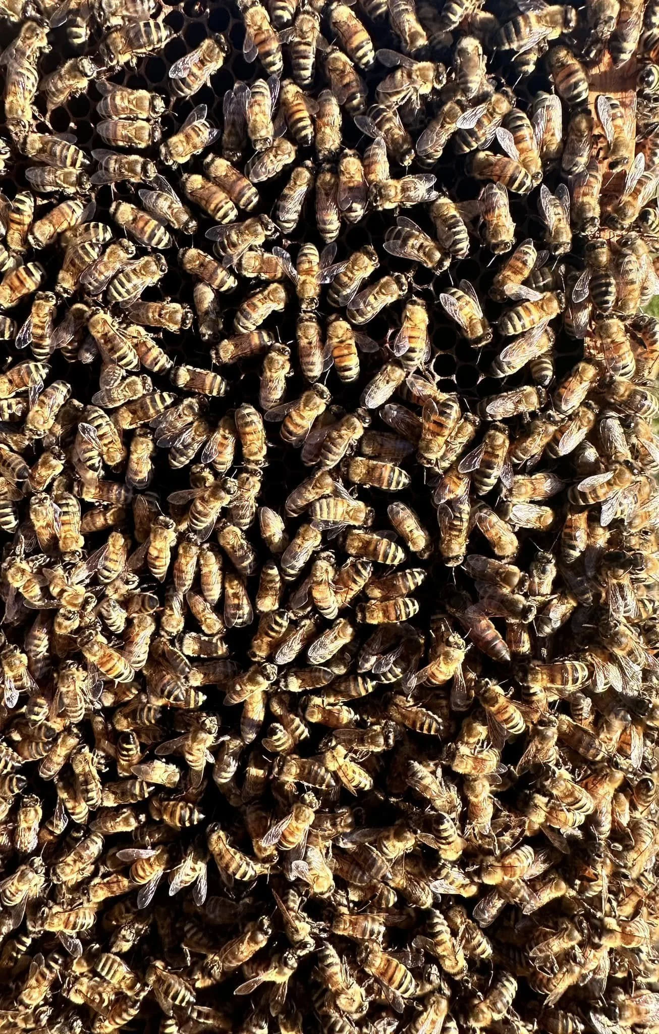 A close-up view of a hive with many bees covering the surface.