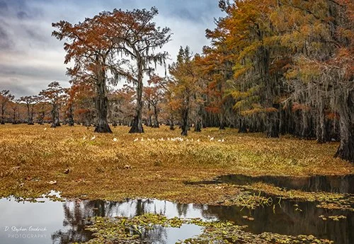 Caddo Family Of Egrets-DeNoiseAI-standard.jpg