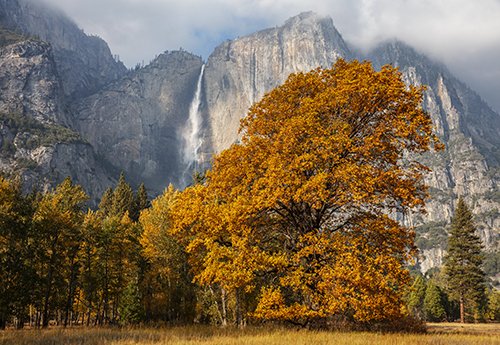 Golden Oak Yosemite Falls Cropped.jpg