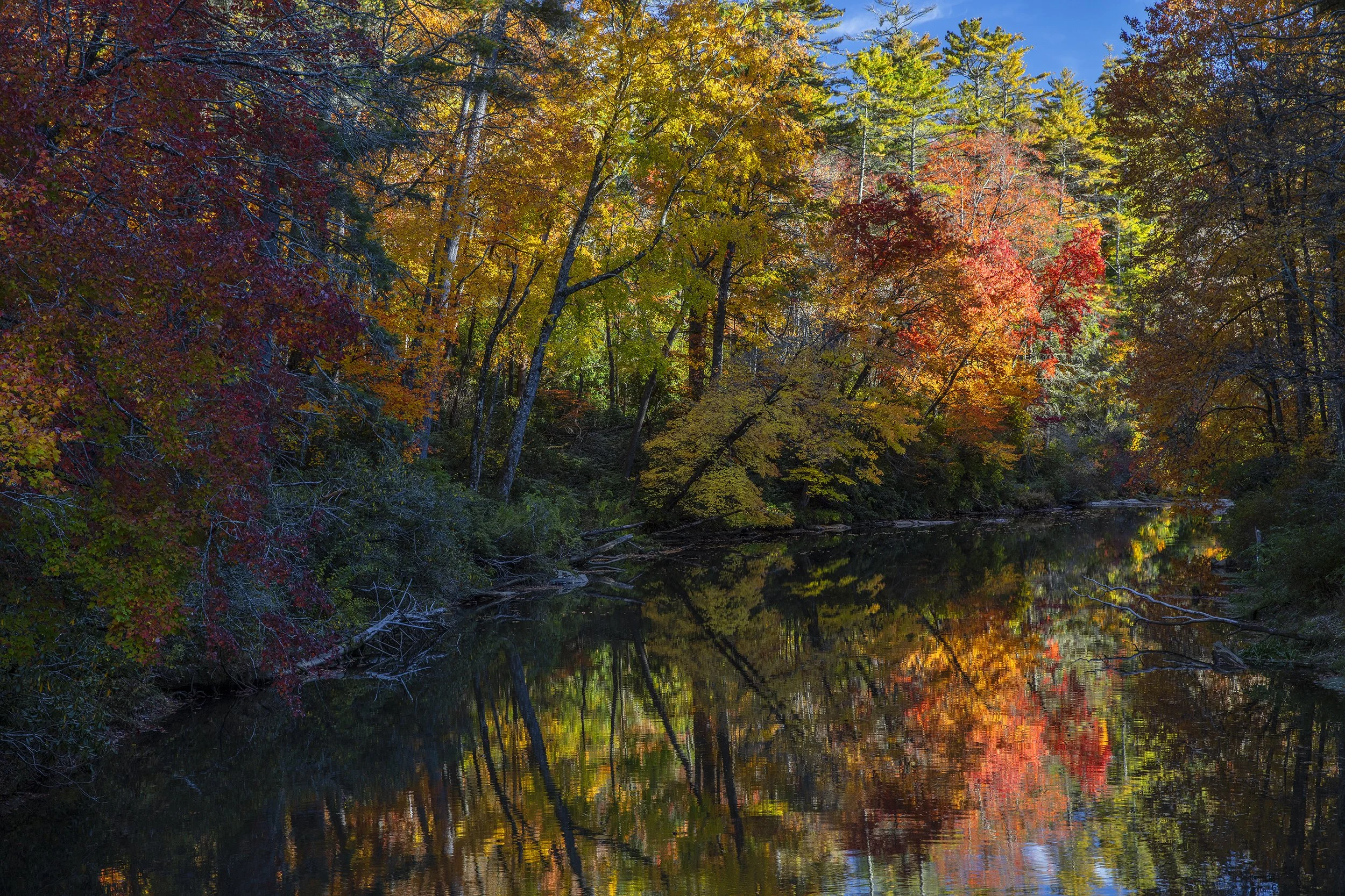 THRIVING…ALONG THE RIVERBANK