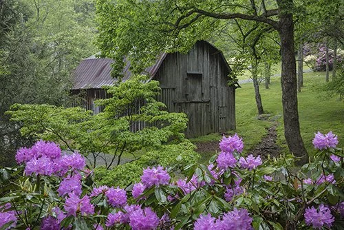 Purple Philadendrons Foreground With Barn.jpg