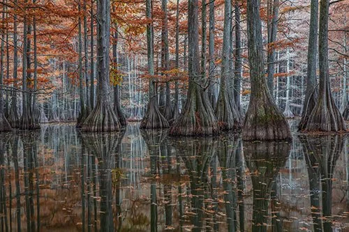 Peaceful Cypress Trees At Cross-DeNoiseAI-standard.jpg