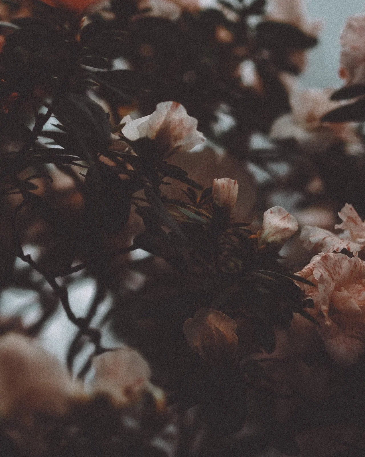 Pale blossoms among dark leaves in low evening light