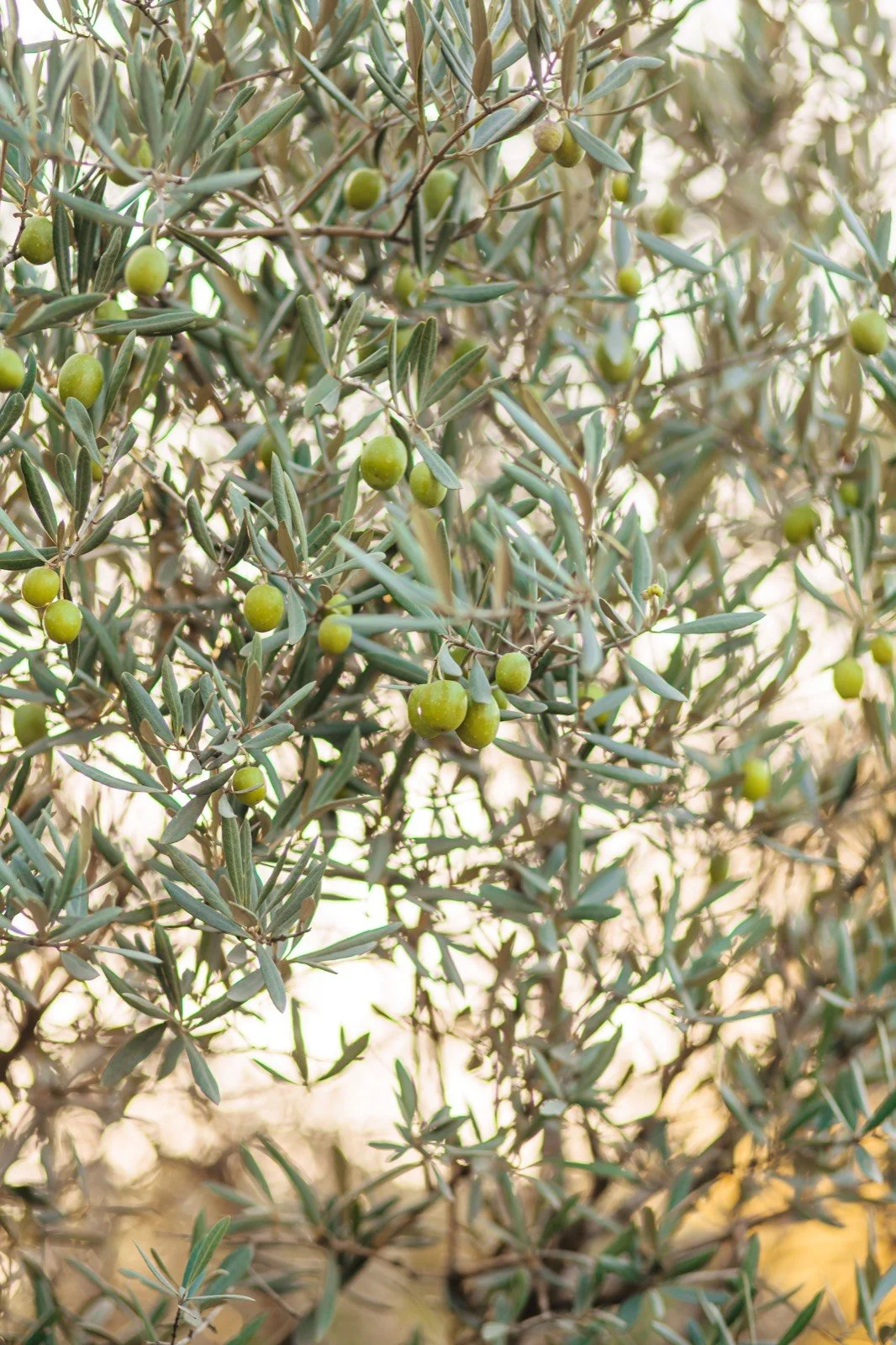 Olive branches heavy with green olives in soft afternoon light