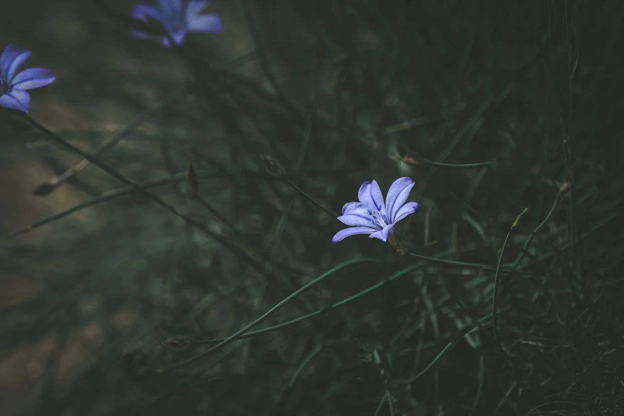 A single blue wildflower open among dark grasses