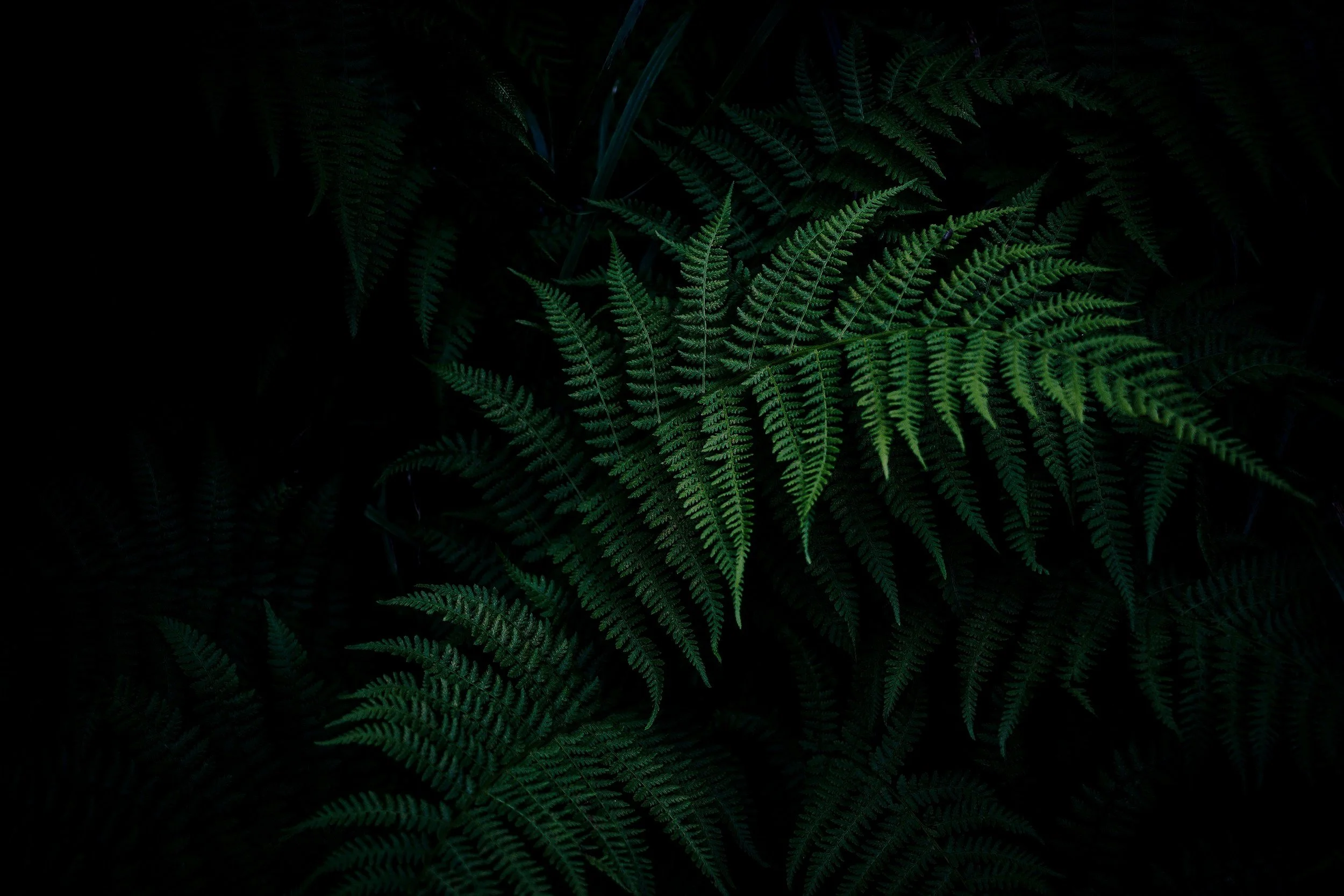 Close-up of green fern leaves against a dark background.