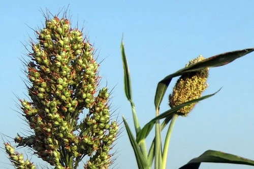 Sorghum Festival