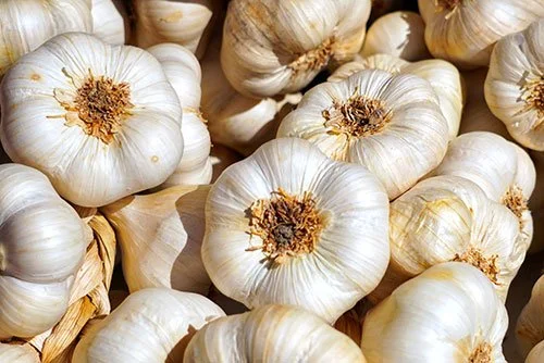 Virginia Wine & Garlic Festival