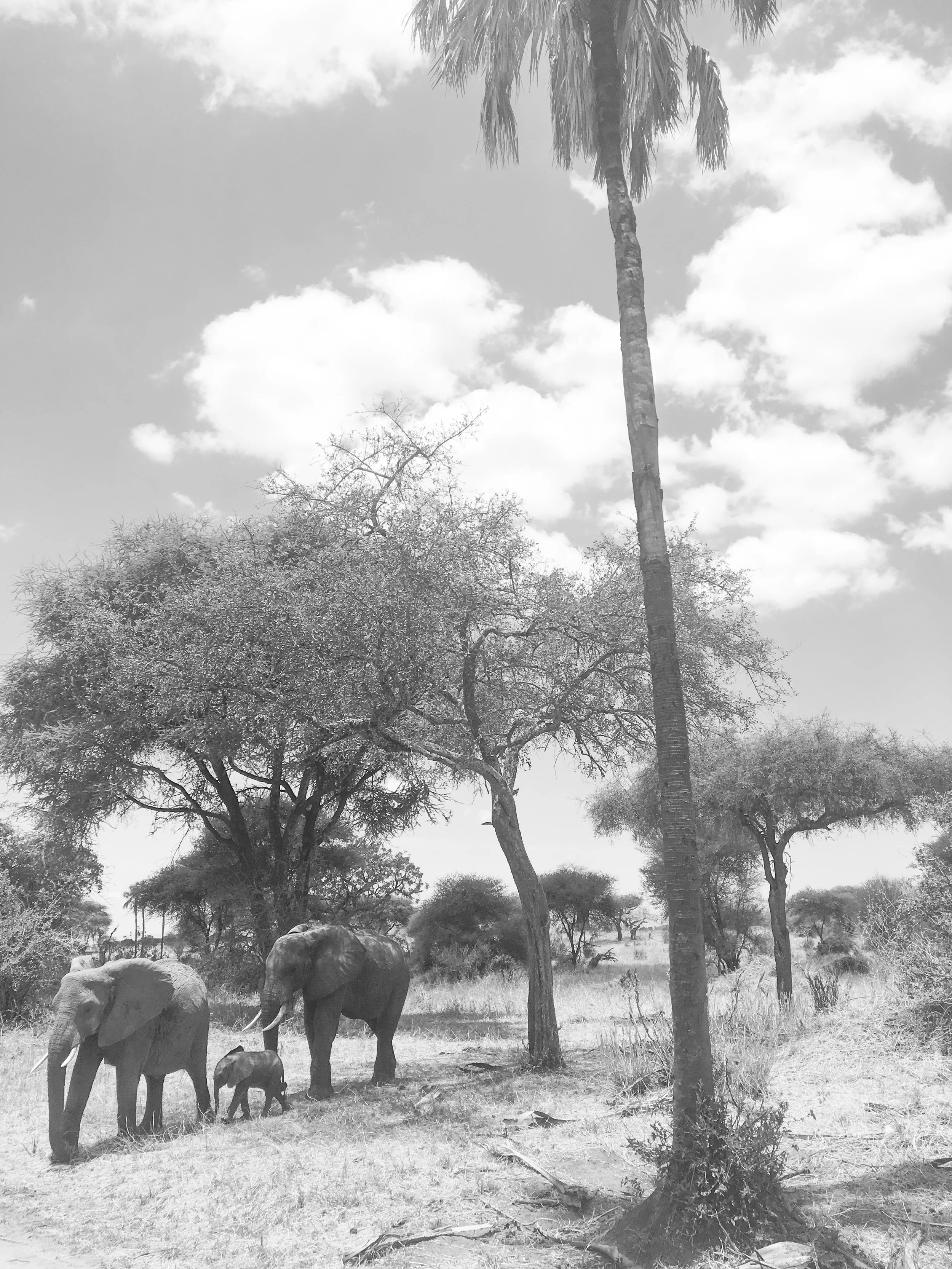 Ngorongoro, Tanzania, 2016