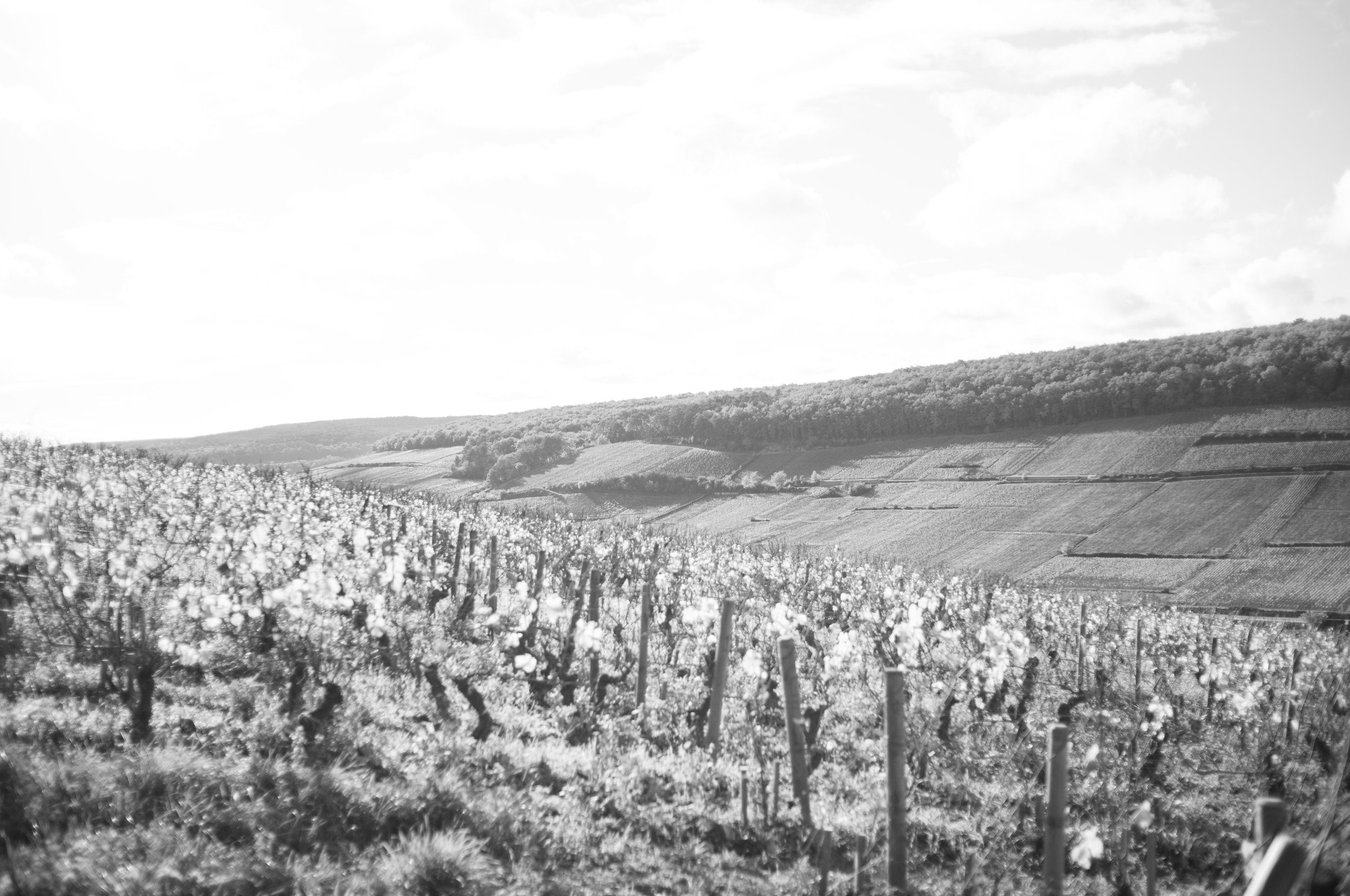 Burgundy, France, 2023