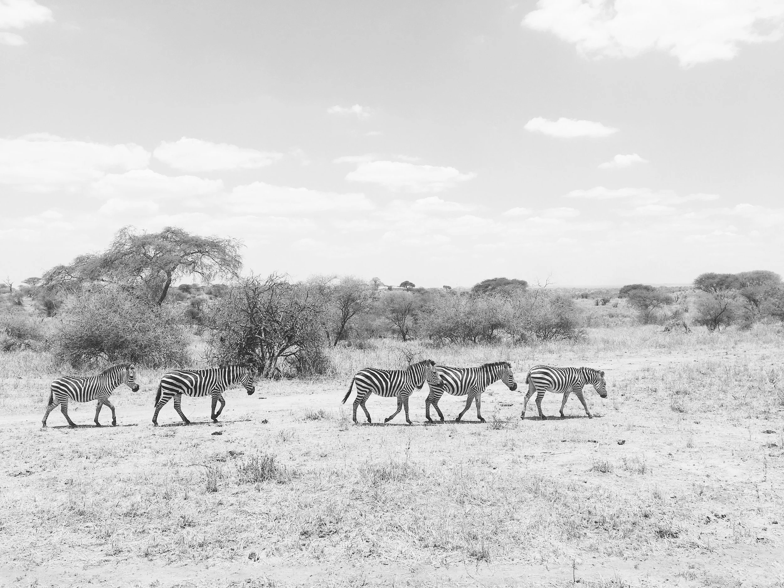 Ngorongoro, Tanzania, 2016