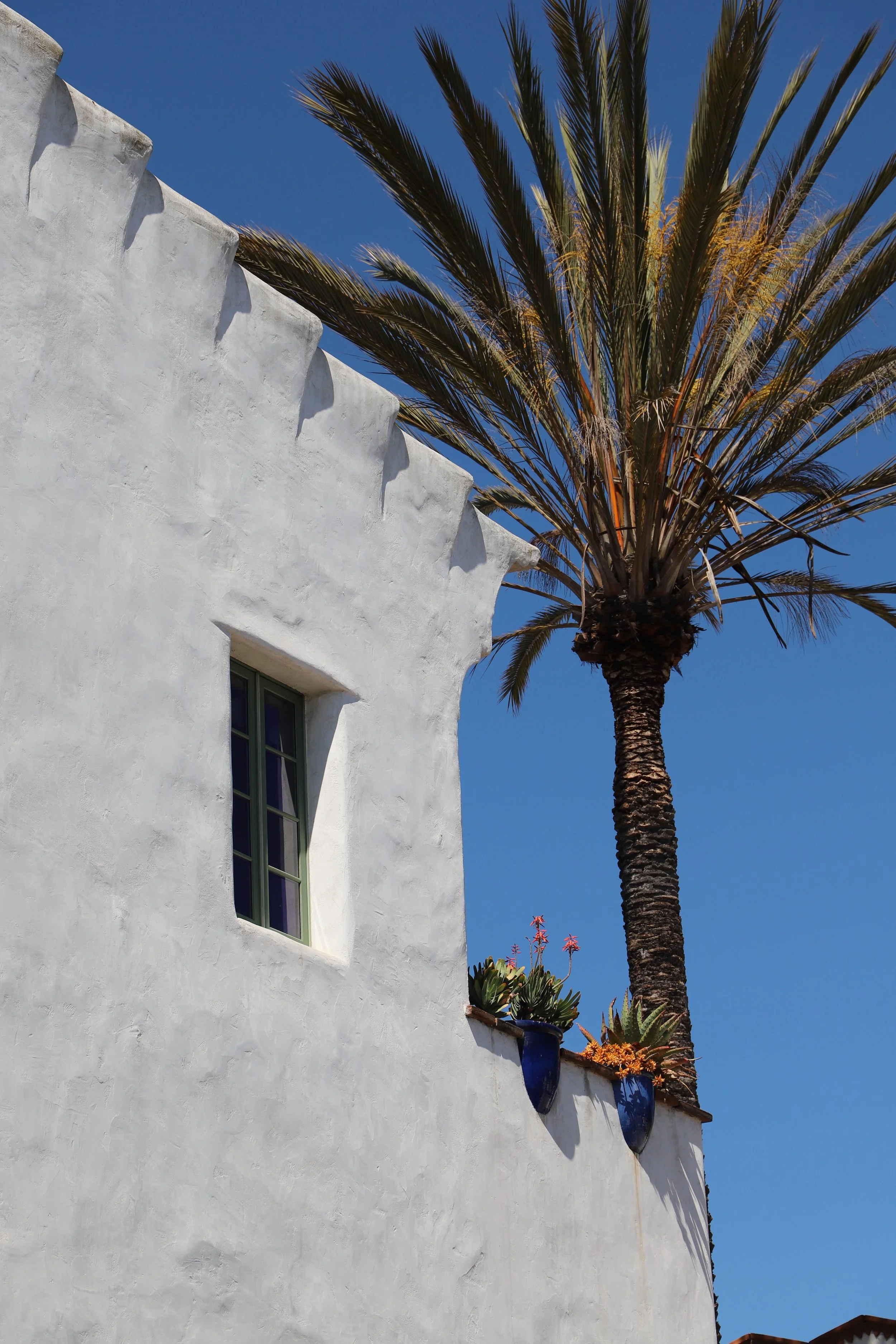Pistachio Palm.jpg