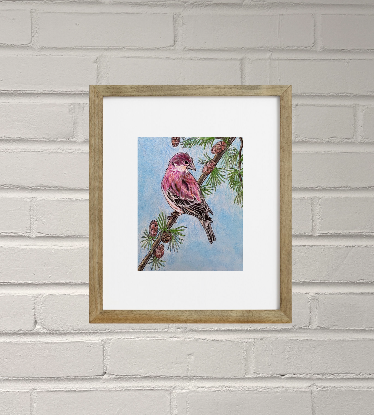 Purple Finch