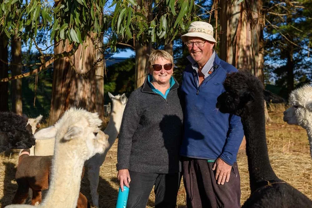 When alpacas become an agritourism business
