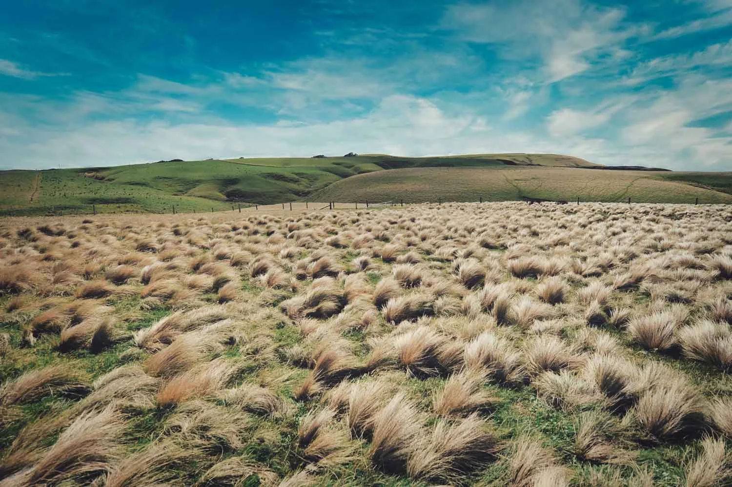 Rolling green hills under partly cloudy sky with a field of tall, beige grass in the foreground.