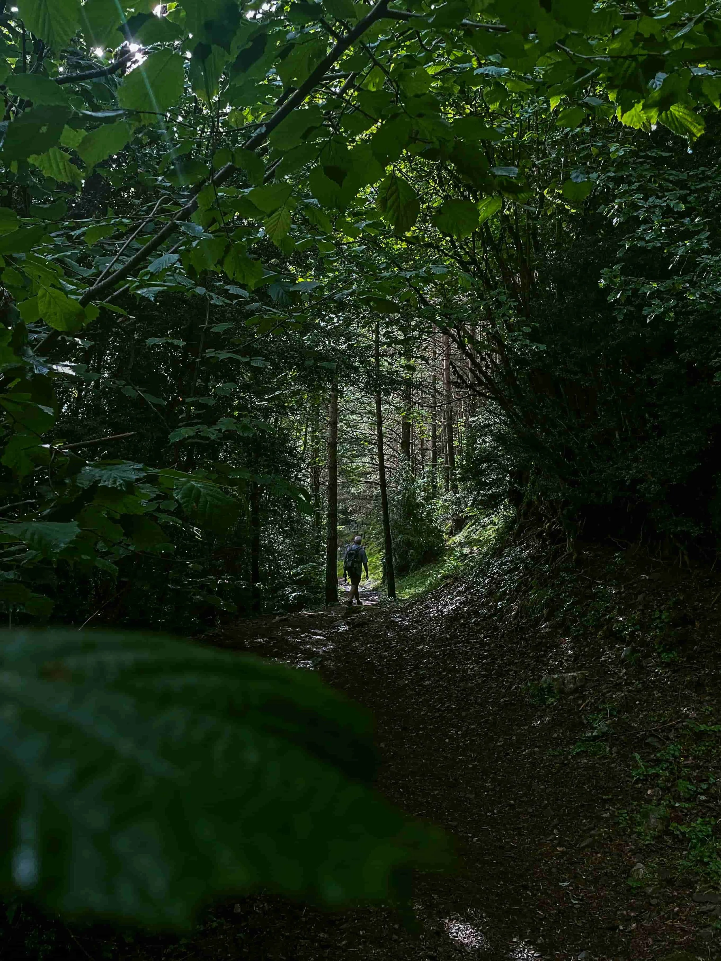 A forested hiking trail in Aigüestortes i Estany de Sant Maurici National Park in the Pyrenees Mountains of Spain.