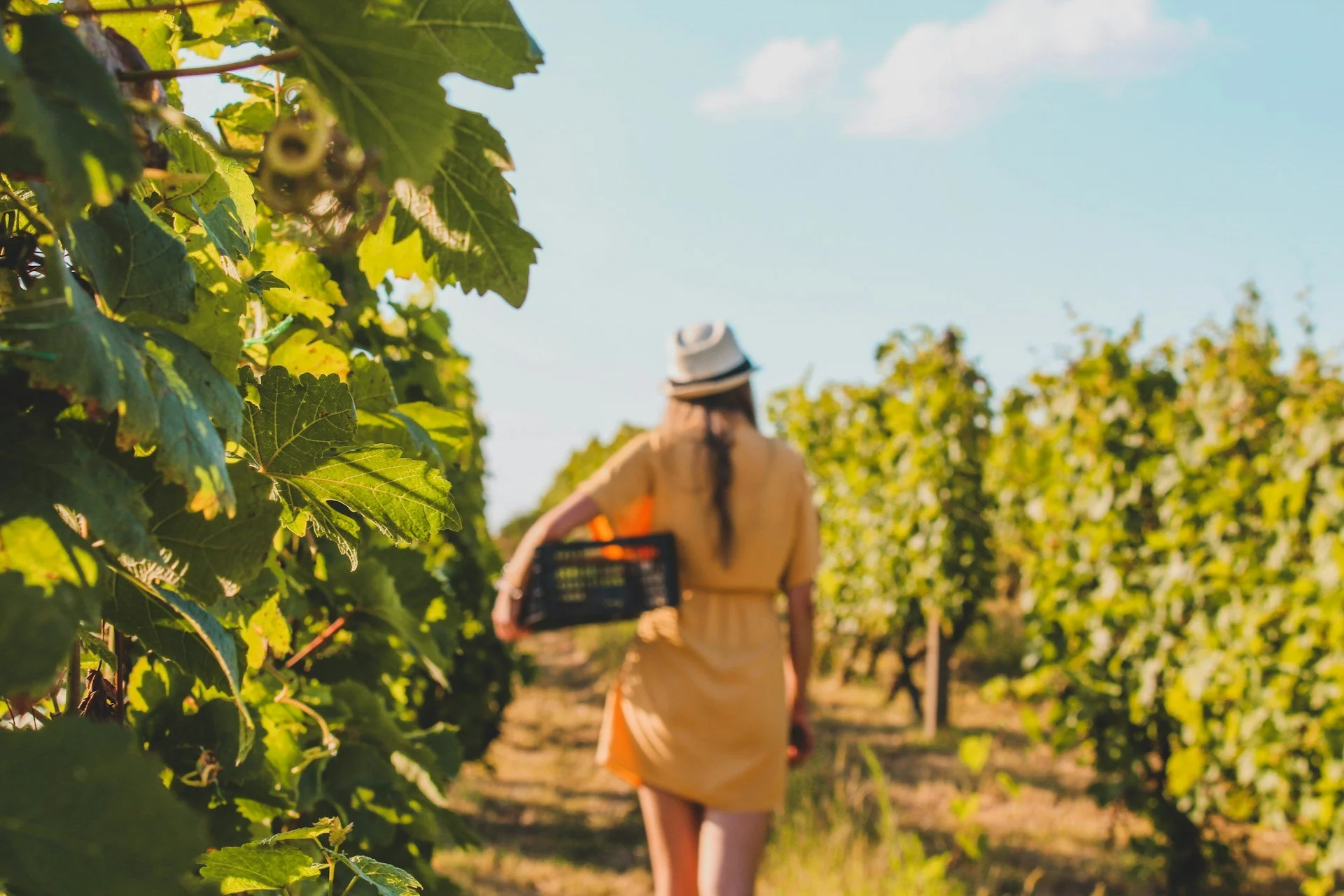 A woman wears a sundress and sun hat while walking through a vineyard.