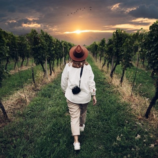A woman walks through a vine row in late autumn.