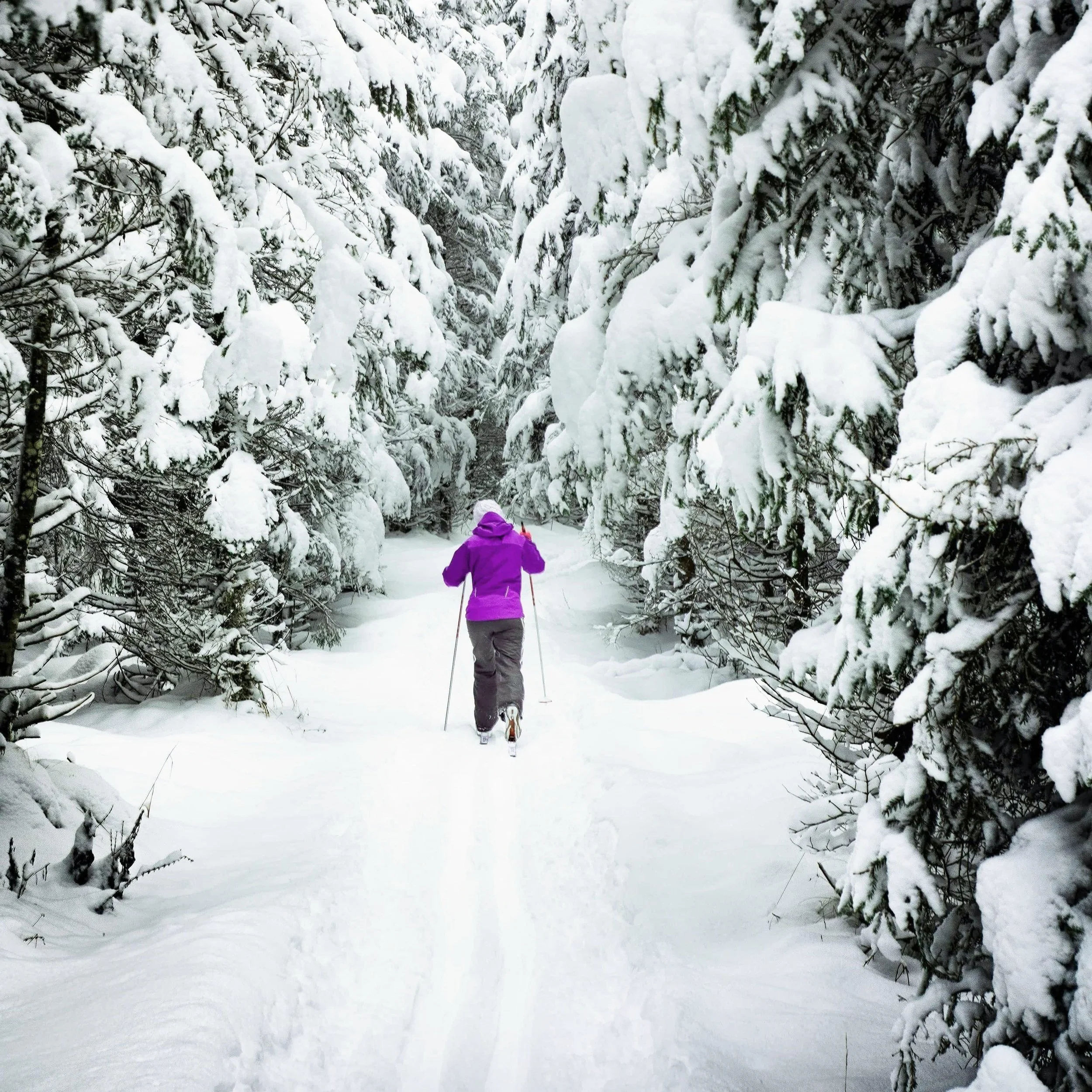 A woman cross-country skis through fresh snowfall, surrounded by evergreen trees.