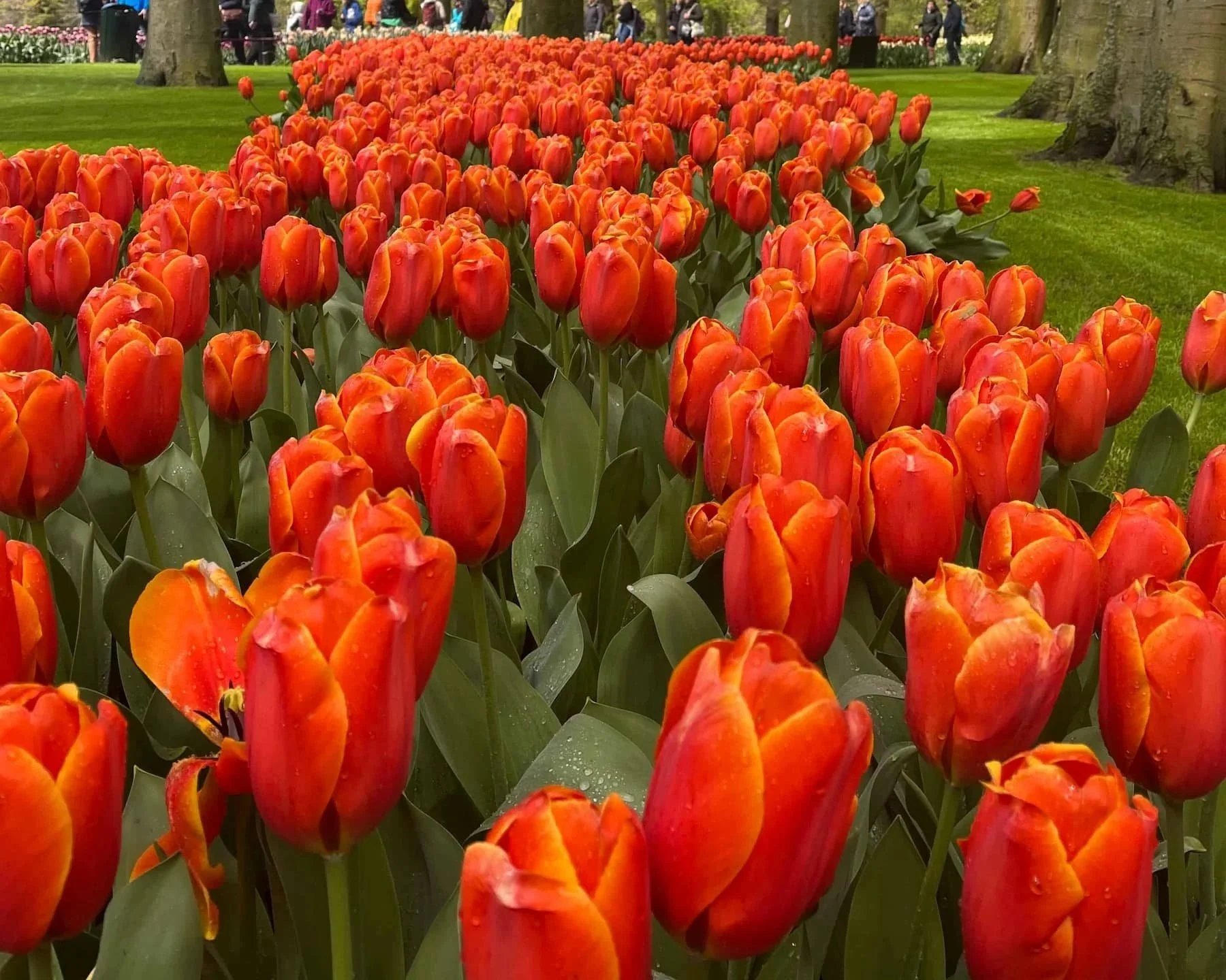 Is Keukenhof, Amsterdam's Largest Tulip Garden, Worth It?