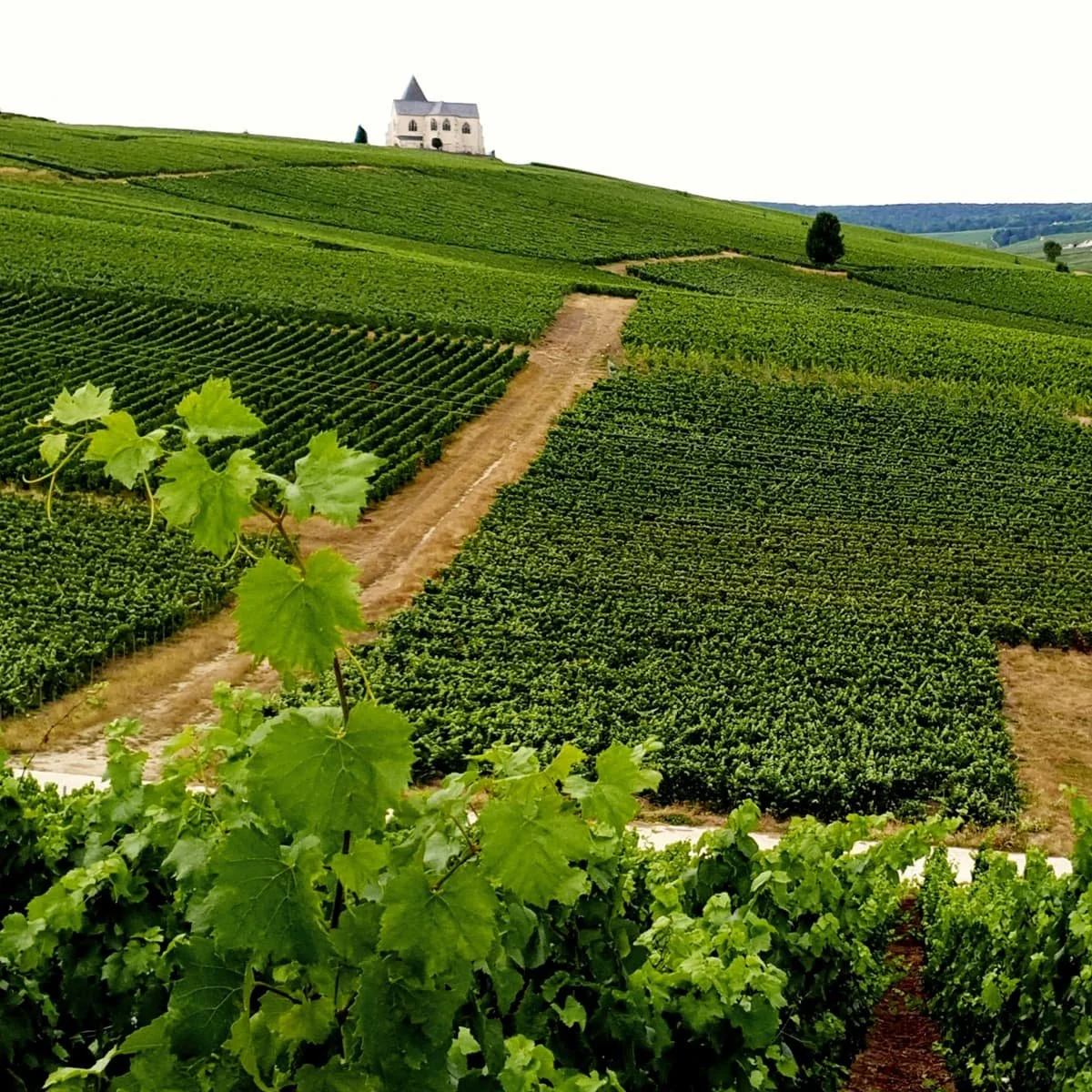 Rows of vineyards in Reims, France.