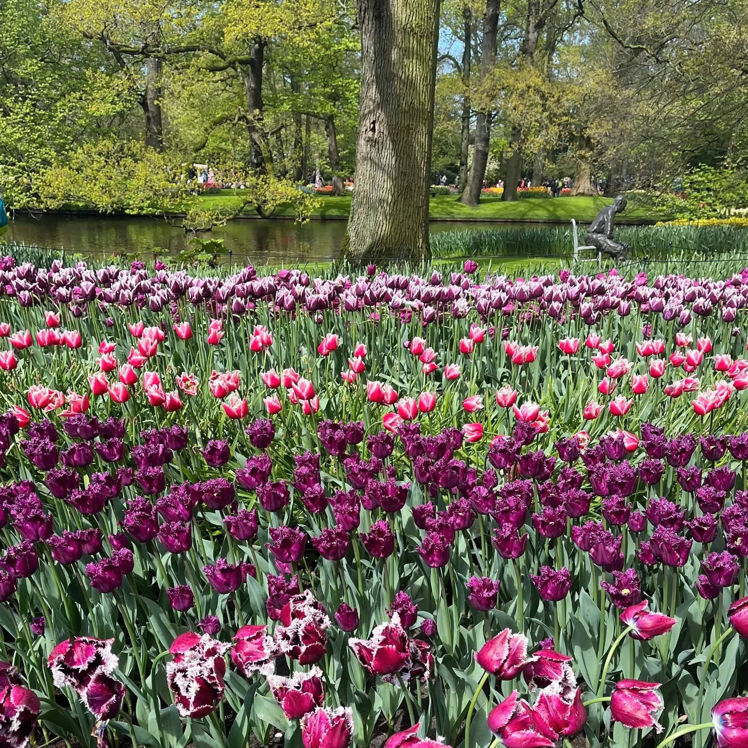 Rows of pink and purple tulips in Keukenhof.