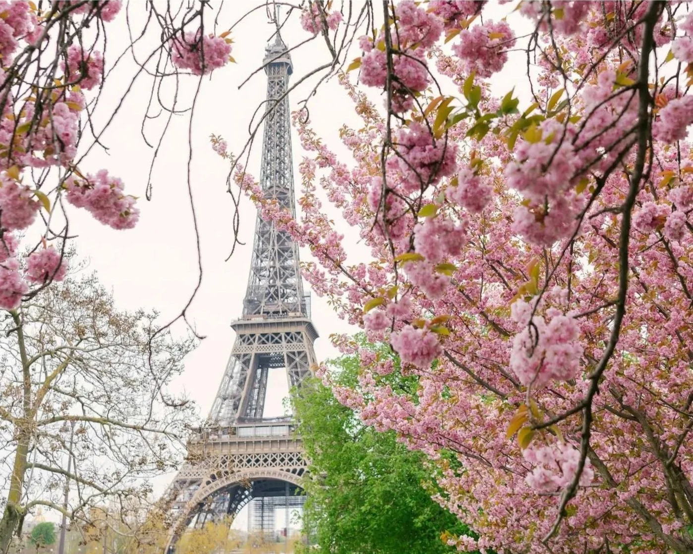 Japan in Paris: Cherry Blossoms, Japonisme, and the Best Restaurants