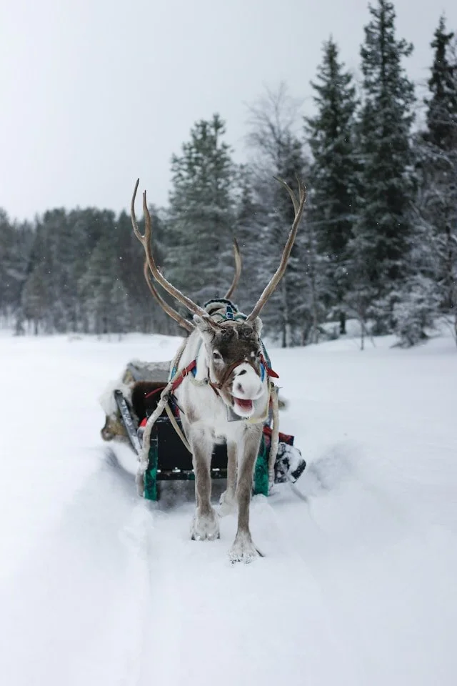 A reindeer pulling a sleigh in Lapland, Finland.