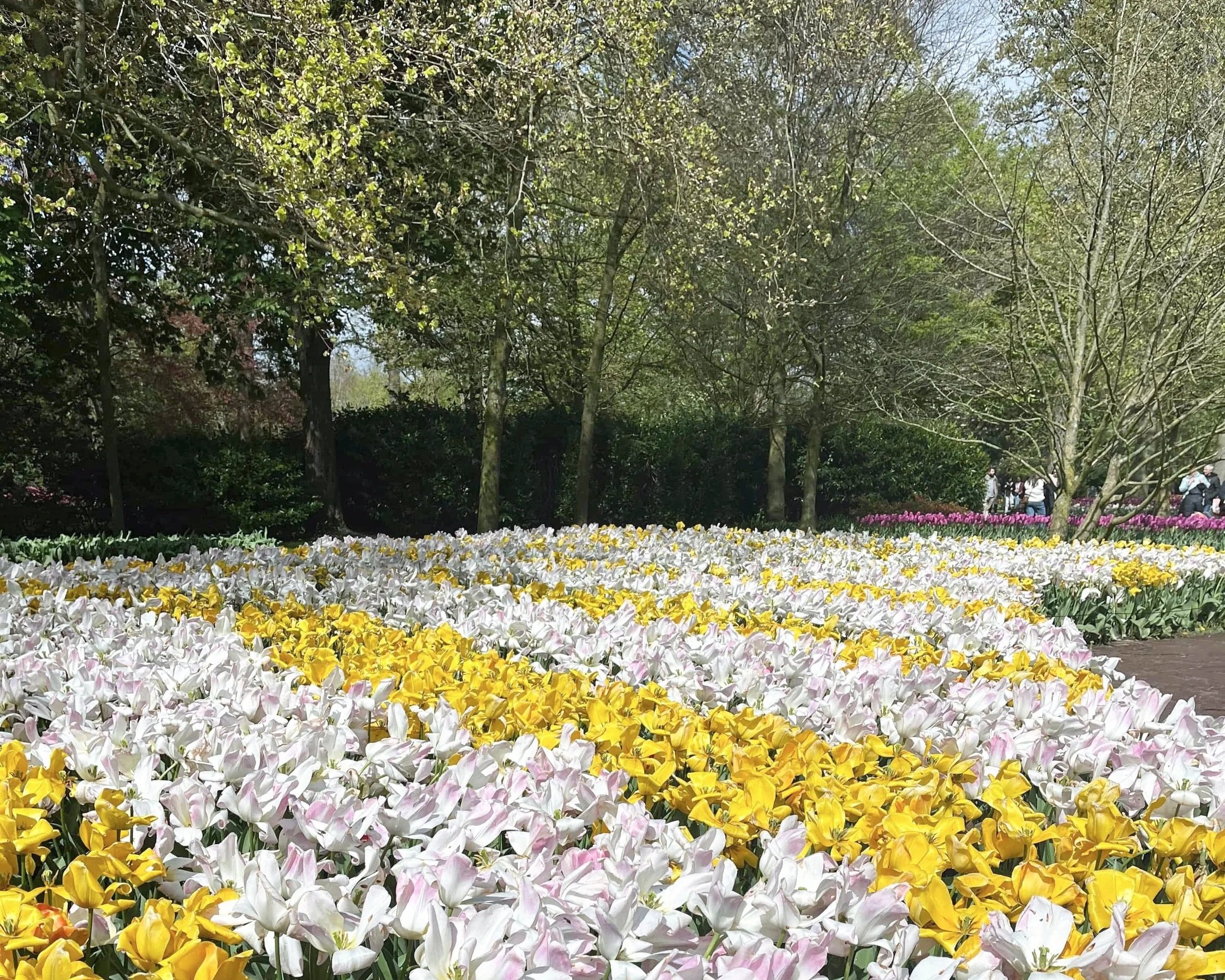 How To Plan A Keukenhof Day Trip From Amsterdam