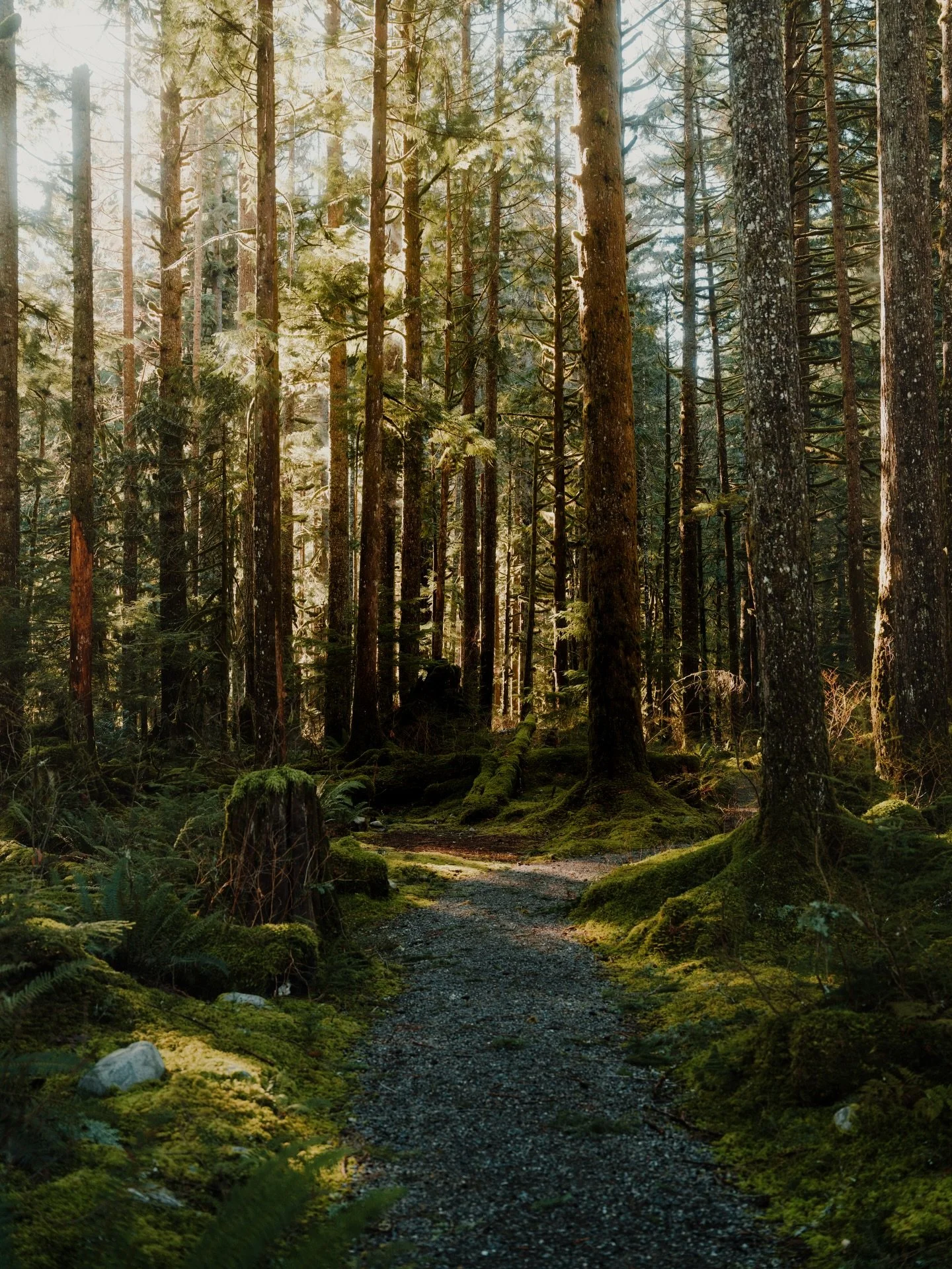 A few still moments from a shoot in the woods this week.
This winter sunshine has been everything ☀️🌲💙