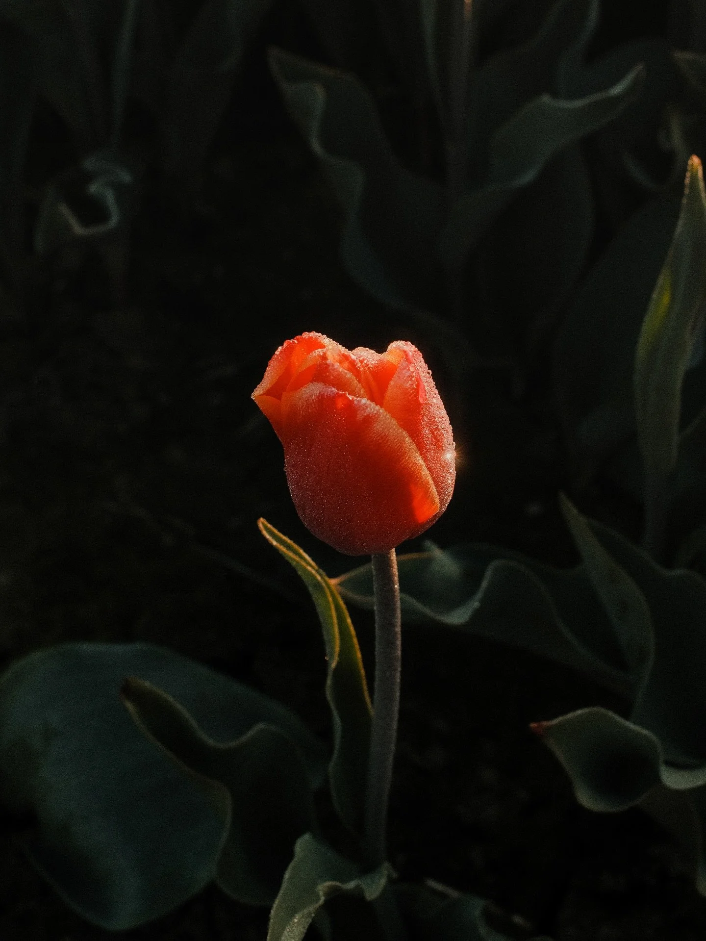 We&rsquo;re getting painfully close to bloom season.

Crispy dewy sunrise mornings, the fresh smell of spring through open windows, fresh rains, and flowers throughout the house. Everything I&rsquo;ll be looking forward to between now and then.