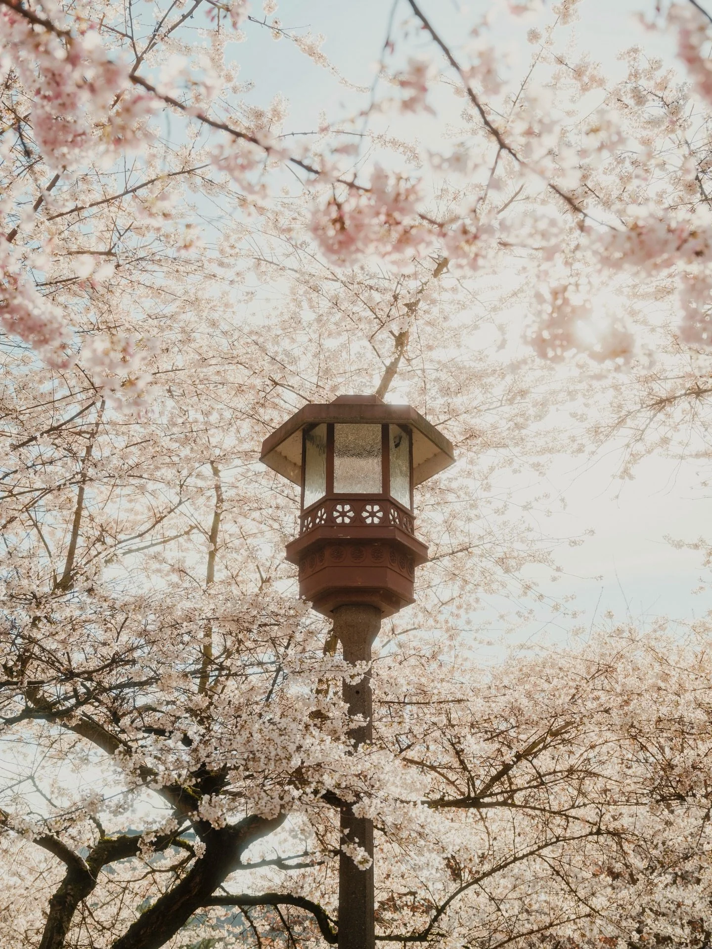 Yesterday was an absolutely spring dream whirlwind. Daffodils in the morning, cherry blossoms in the afternoons. There&rsquo;s truly nothing like Spring in the PNW.