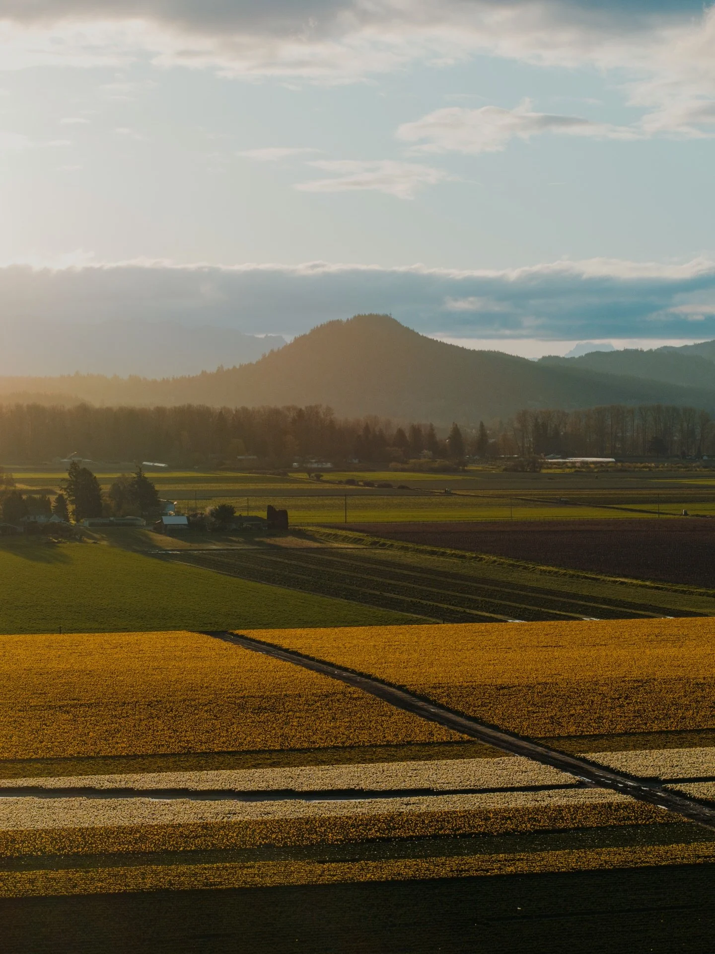 Spring just has that wonderful capacity to bring belief. Happiness will return, things can resolve. Earth is magic!

Daffodils going hard @roozengaarde on Sunday (03/22/2026) Last slide has a little update on current Tulip status, things are moving!