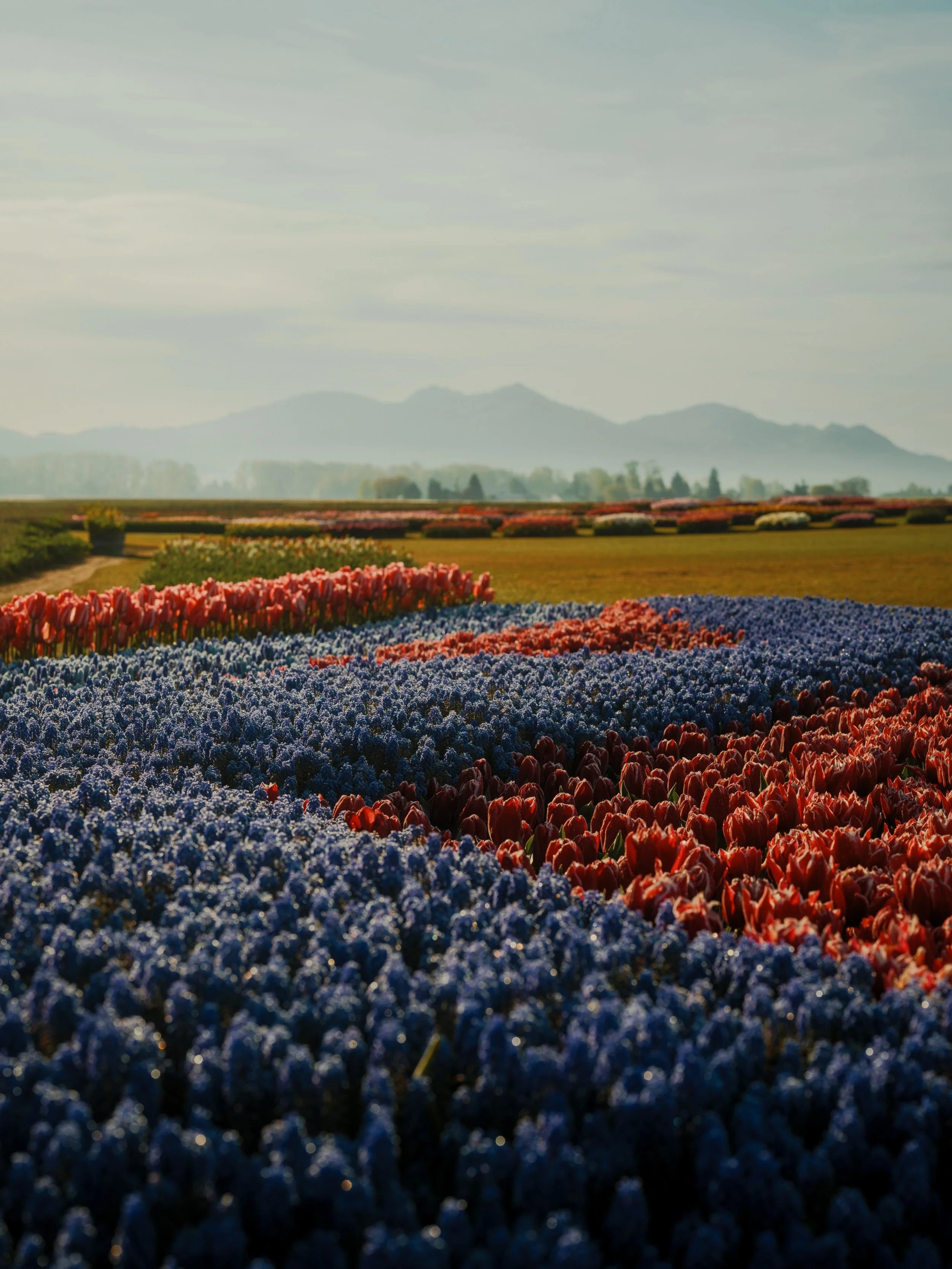 Some years the tulips just hit different and this year was ABSOLUTELY an all timer. 

Early bloom caught a lot of people off guard, but it led to some genuinely insane mornings and thankfully, slightly later alarms than usual. I never know how to rec