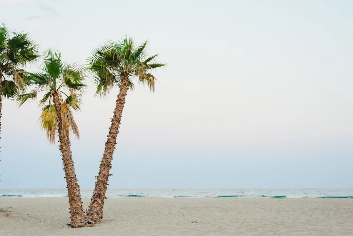 Palm trees on a beach in Austin