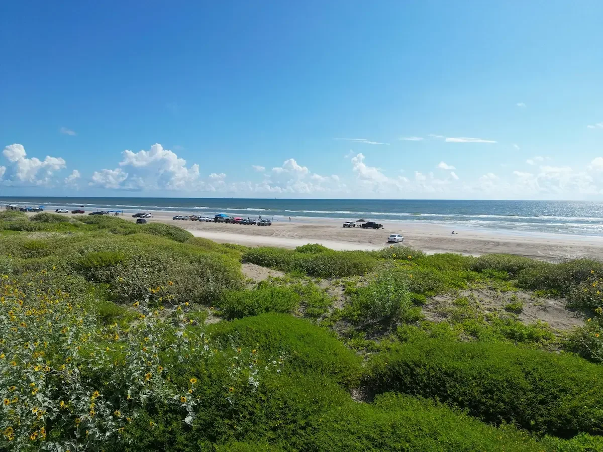 Wildflowers and coastal dunes overlooking JP Luby Beach with vehicles parked along the shore, Corpus Christi, Texas